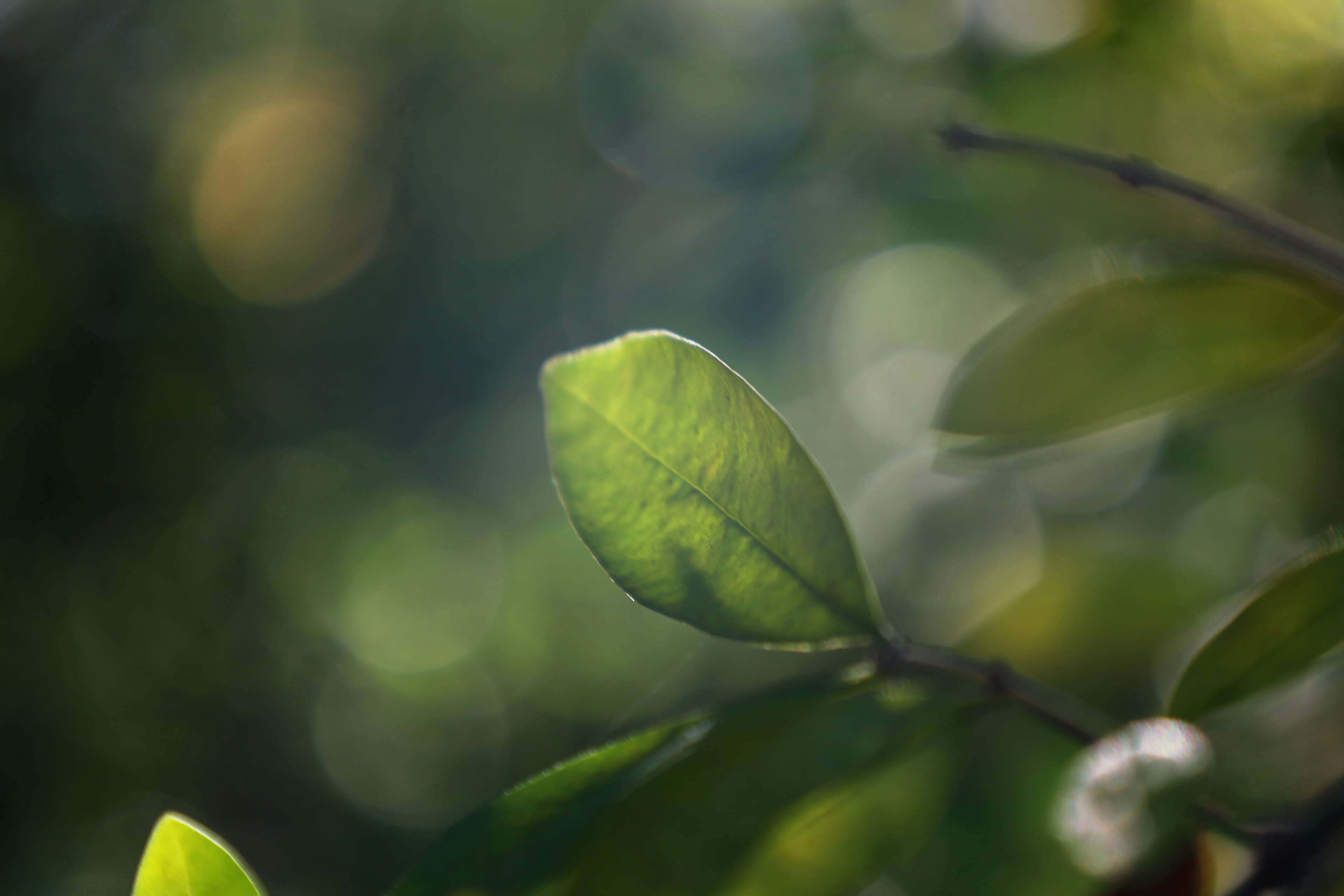 Autumn's Lovely Light 4