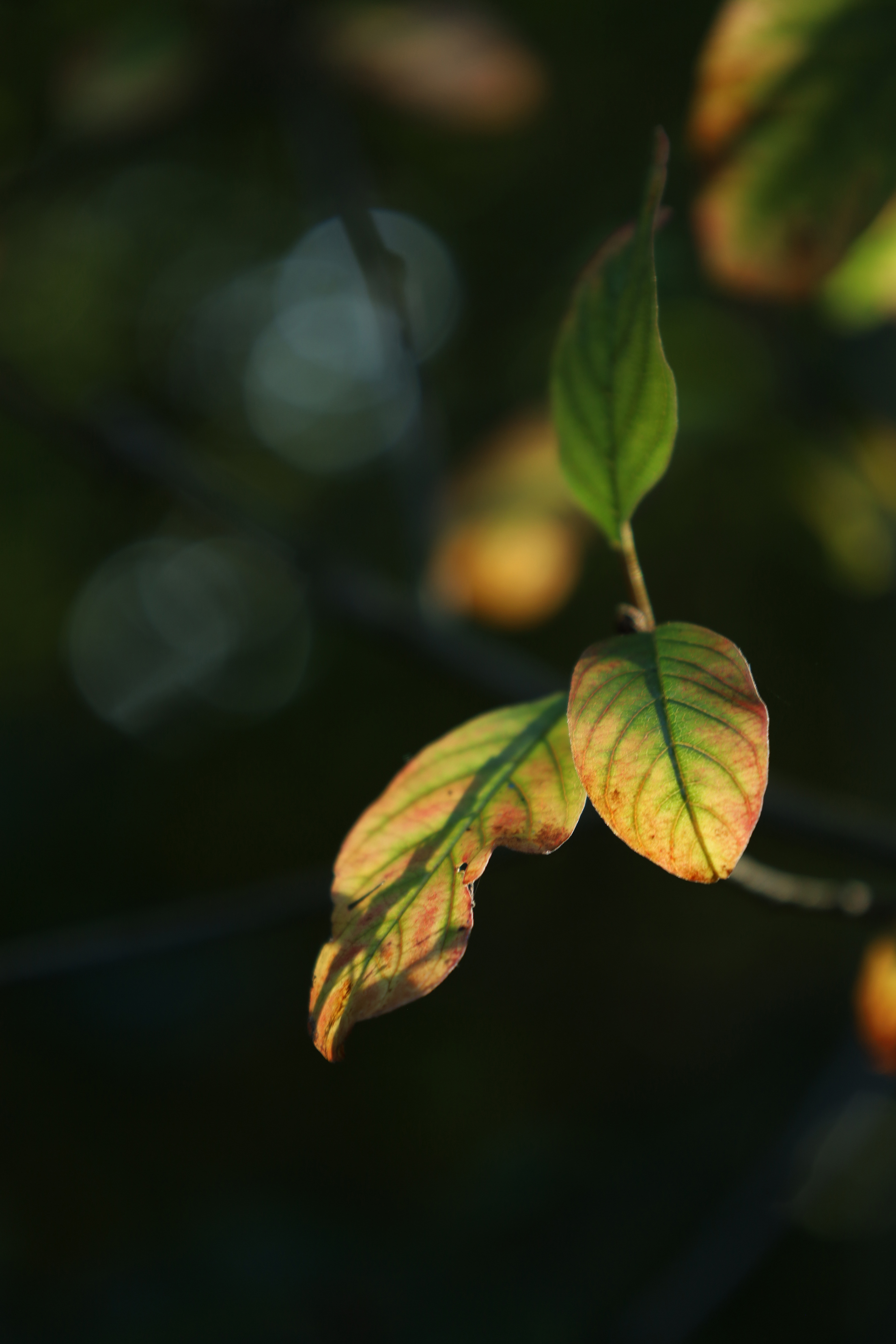Autumn's Lovely Light 