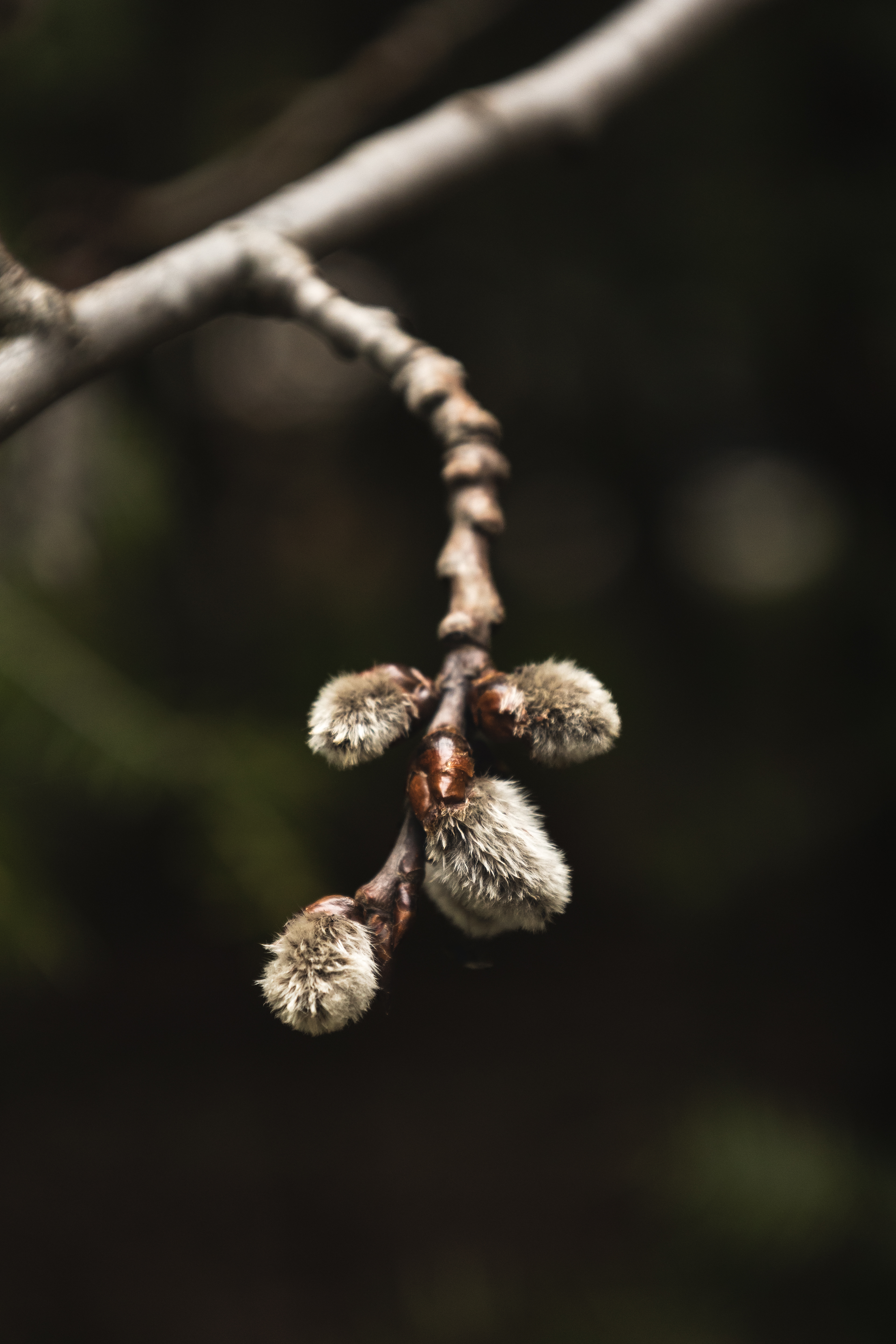 Fuzzy Buds