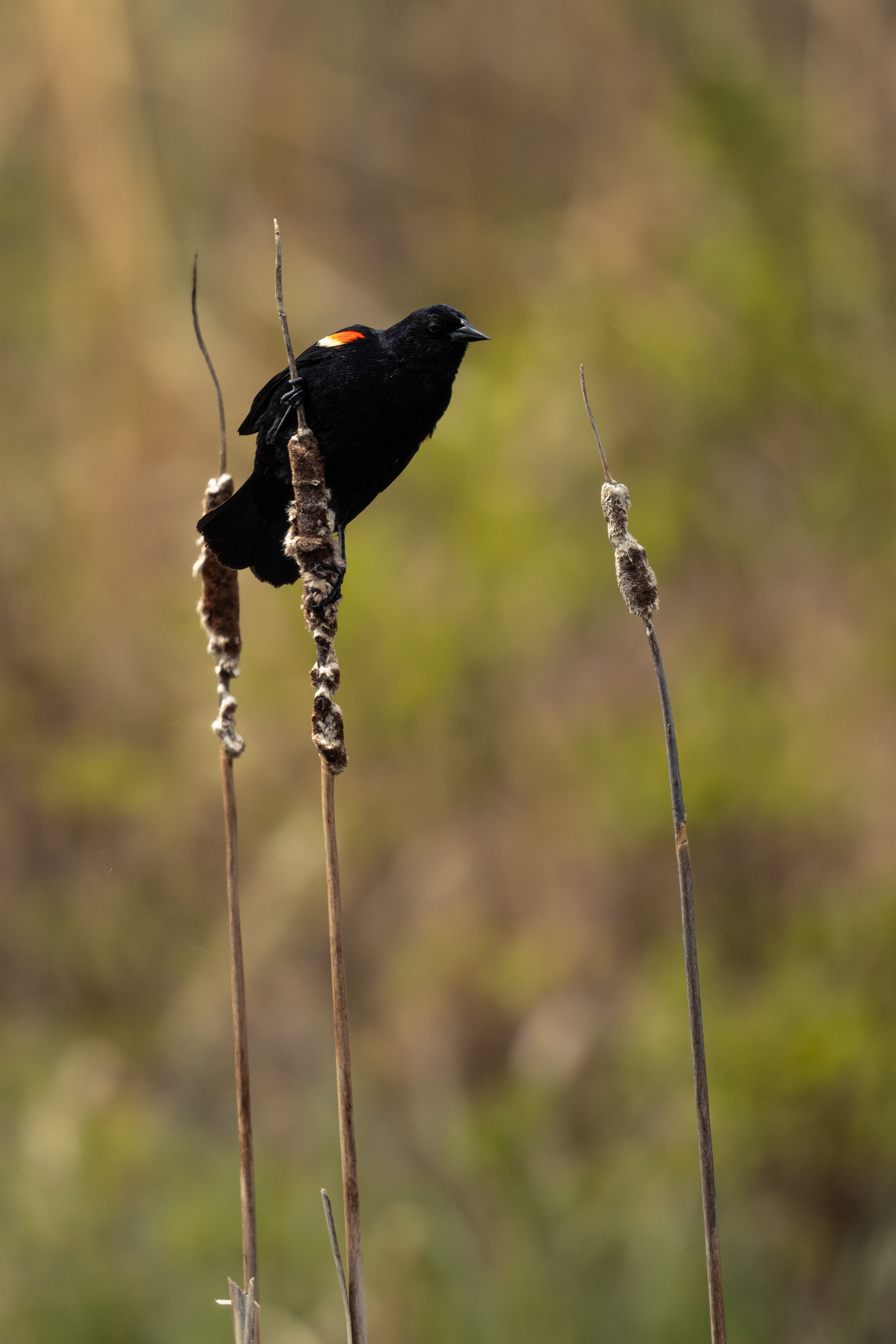 Red-winged Blackbird
