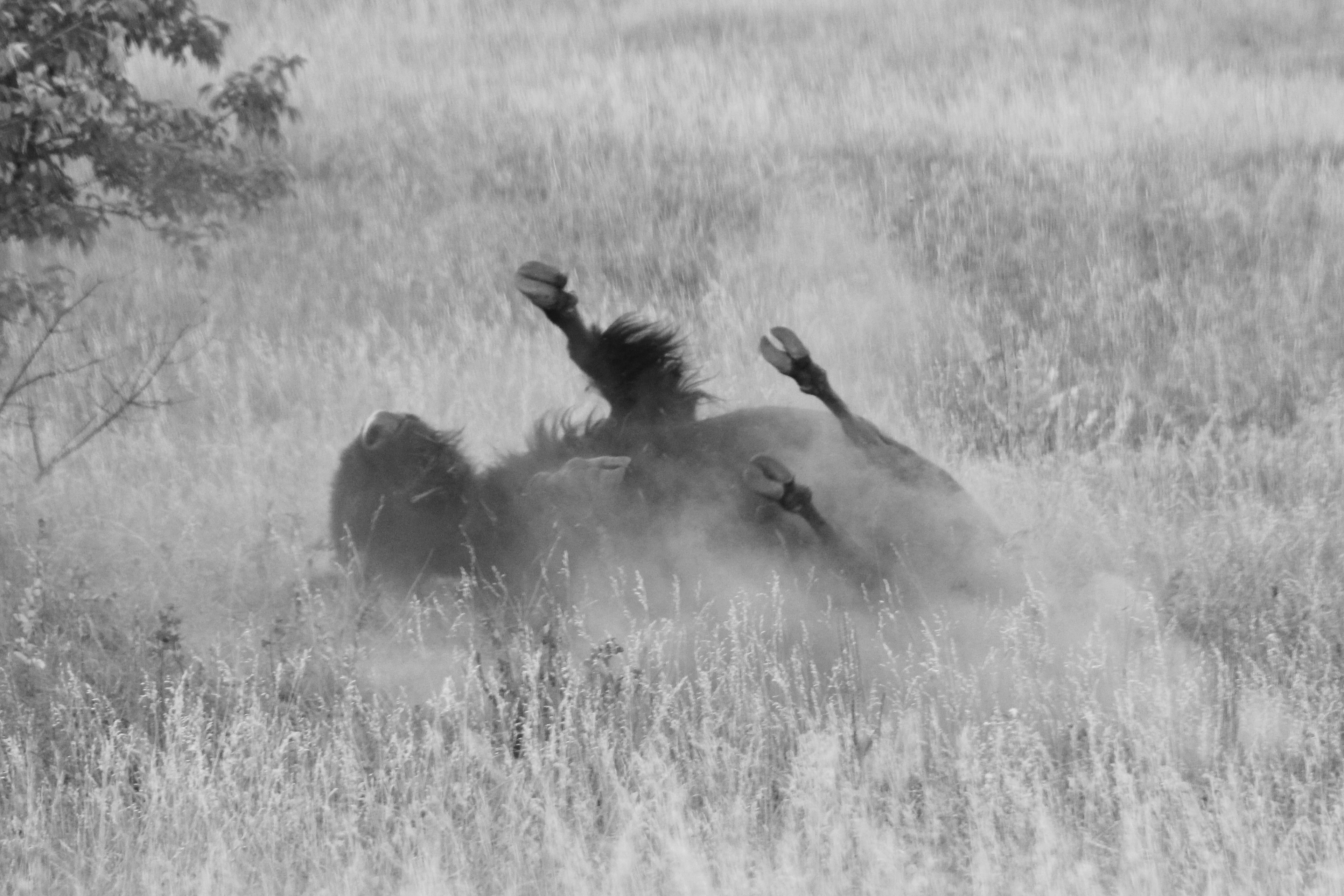 Buffalo Mating Season Show Off