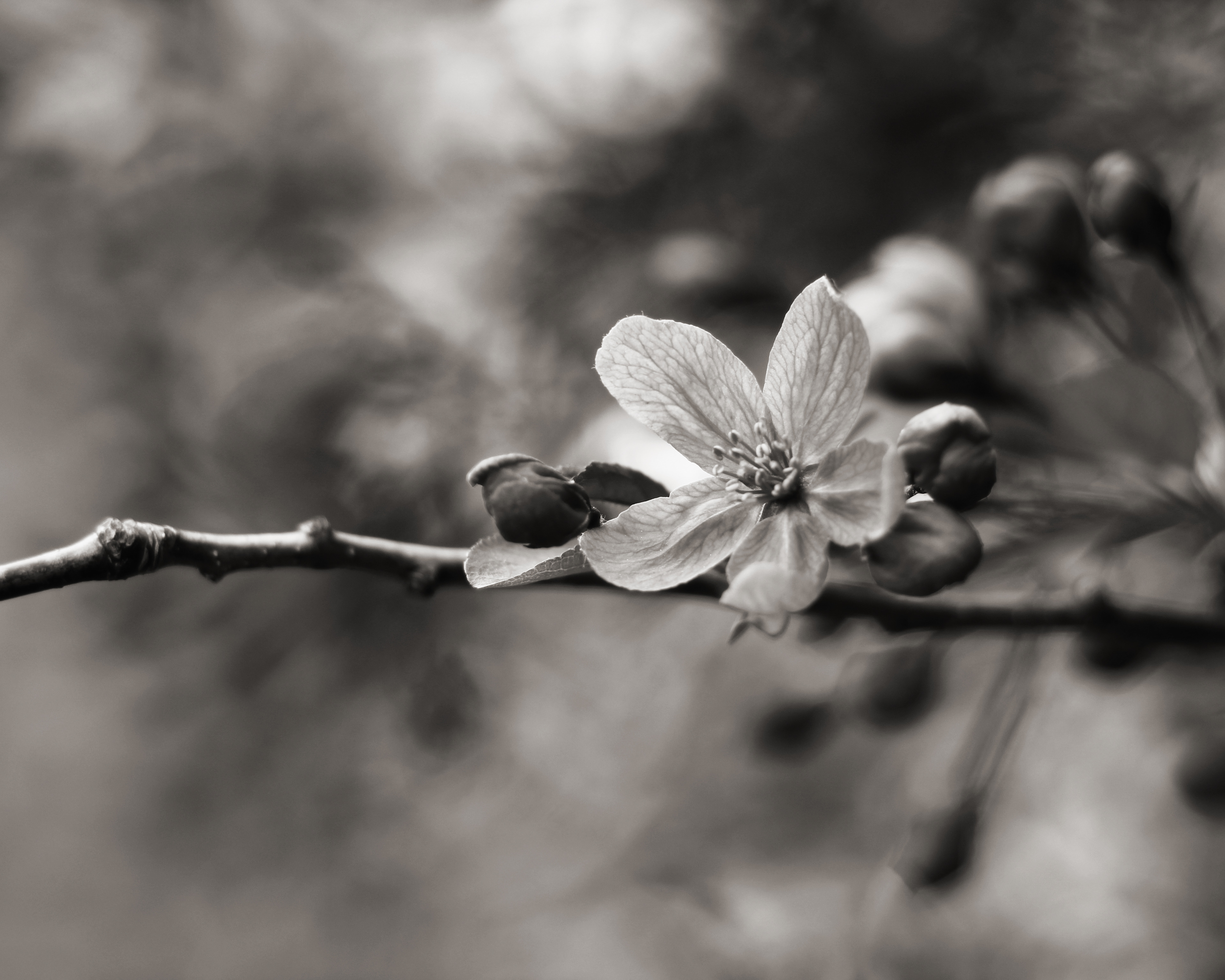 Blossoming Outward