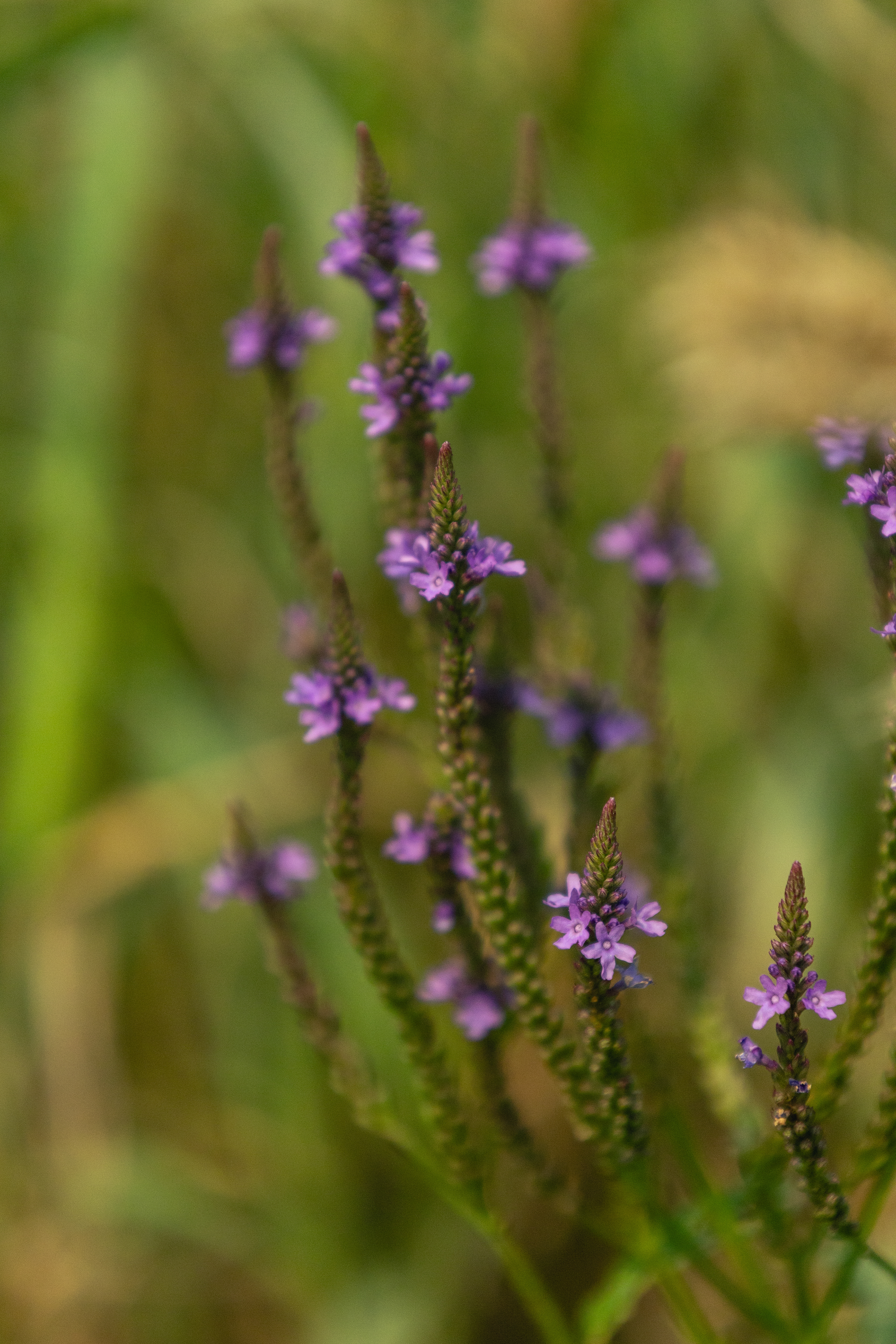 Beautiful like summer flowers