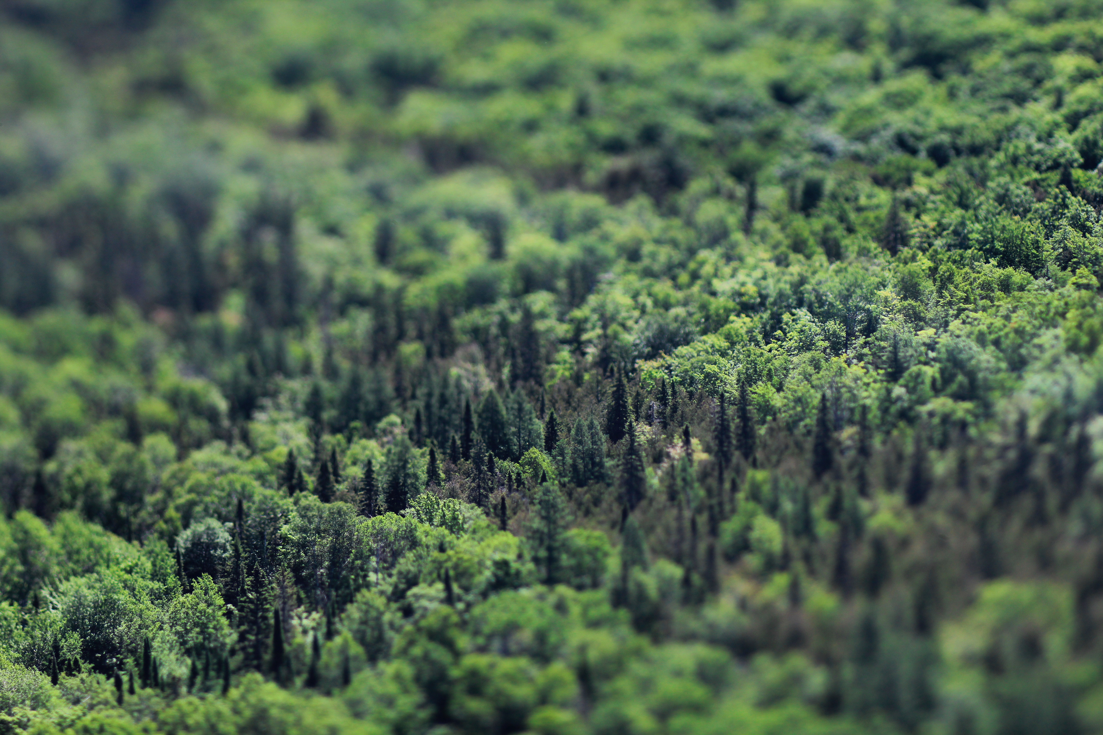 Verdant Woodland