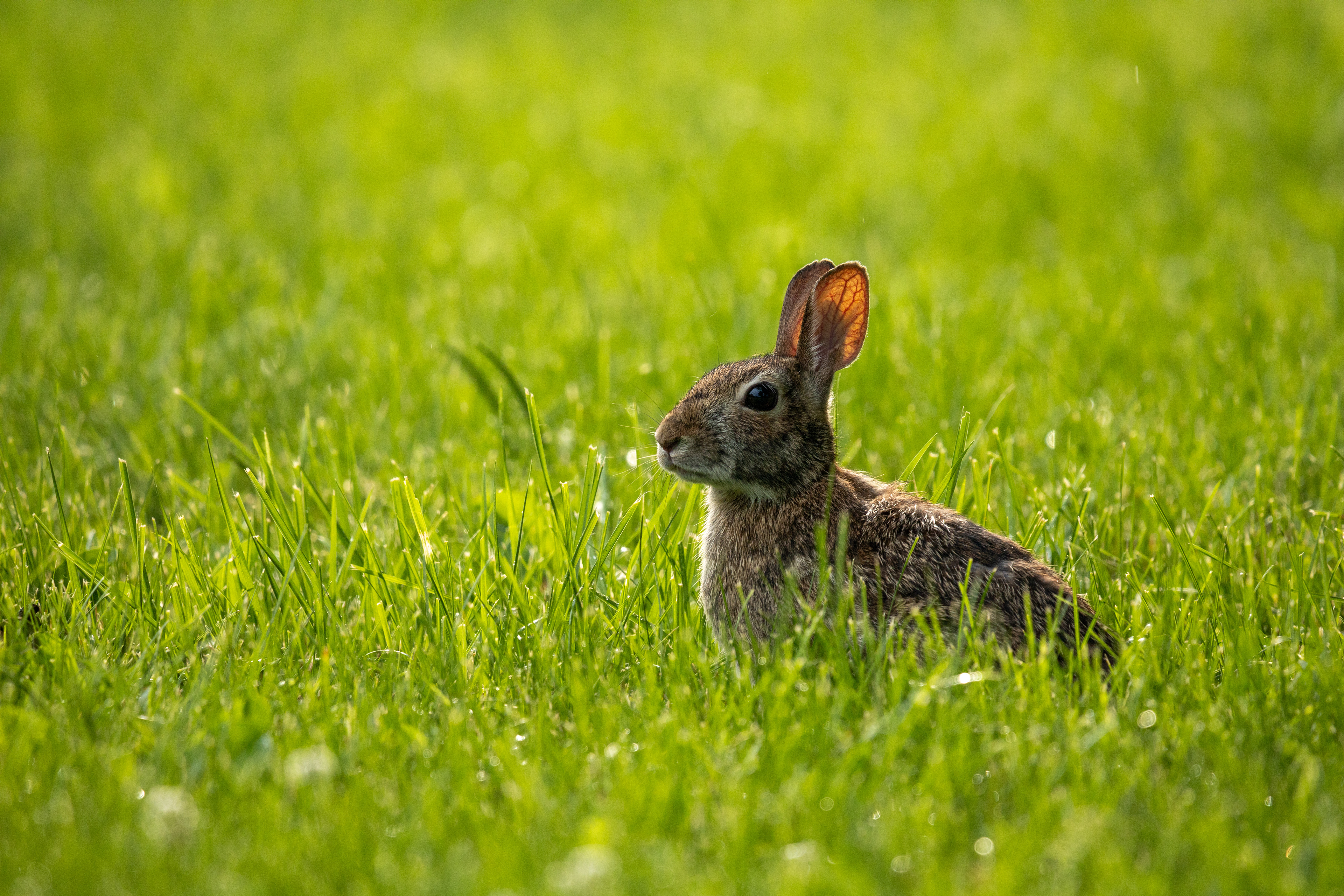 Le Lapin