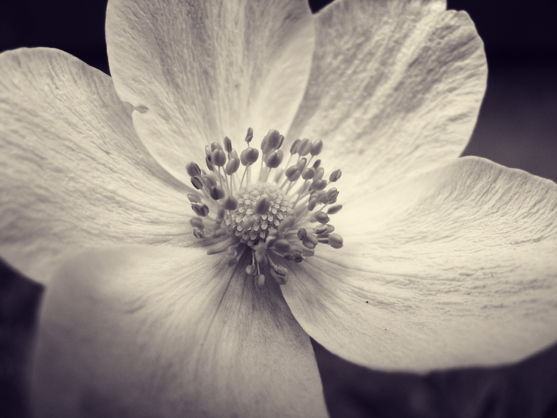 Anemone