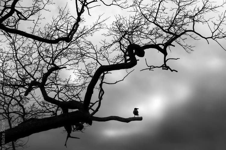 Vogel auf einem Baum mit dunklen Wolken in schwarzweiss