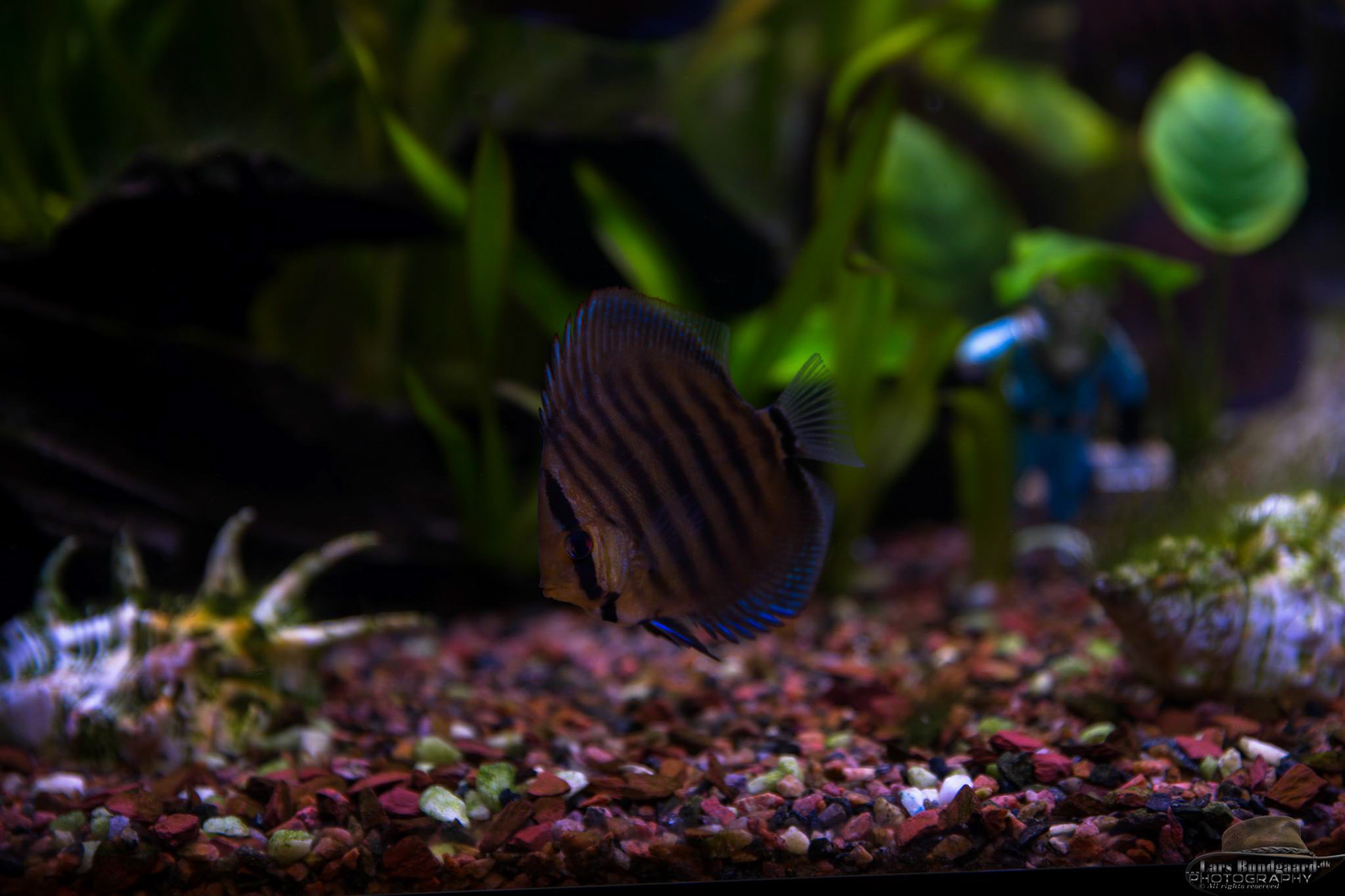 Copyright © Lars Bundgaard, all rights reserved!