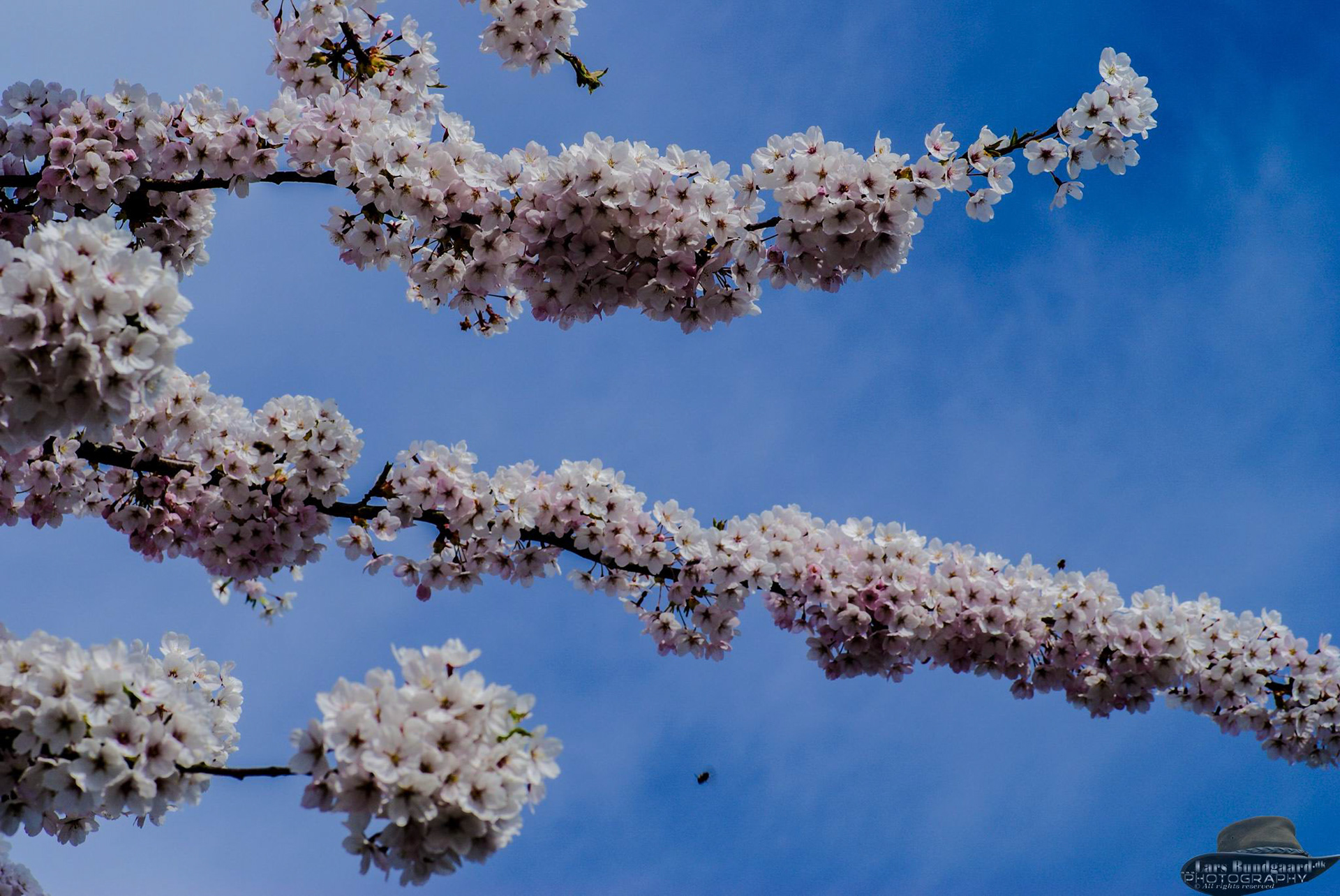 Copyright © Lars Bundgaard, all rights reserved!