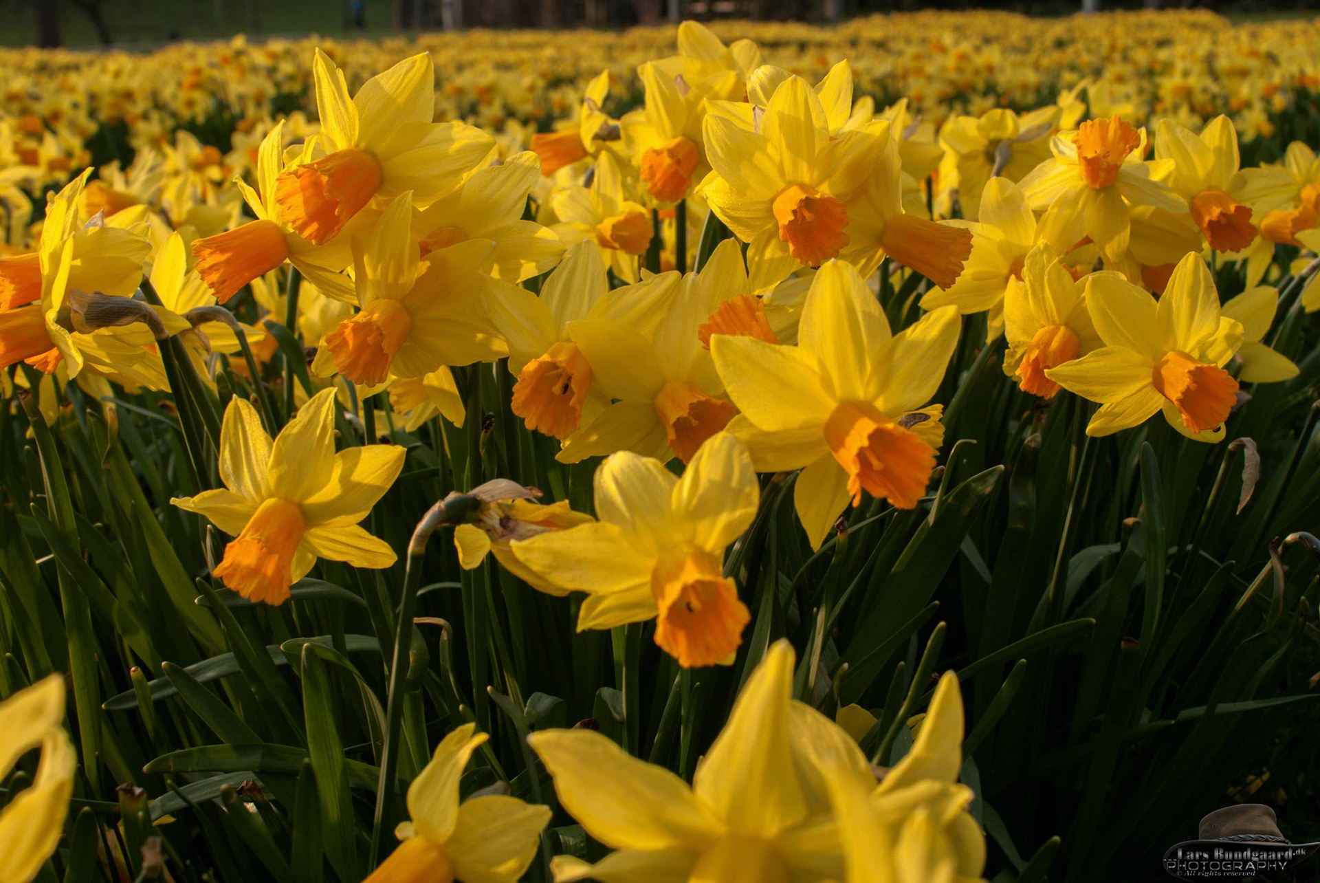 Copyright © Lars Bundgaard, all rights reserved!