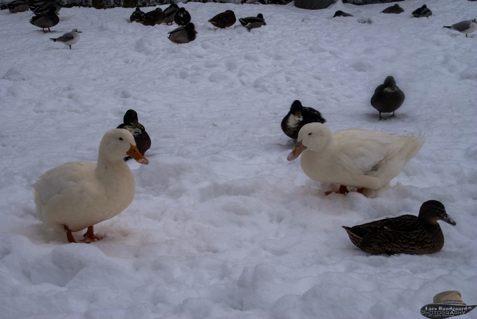 Copyright © Lars Bundgaard, all rights reserved!