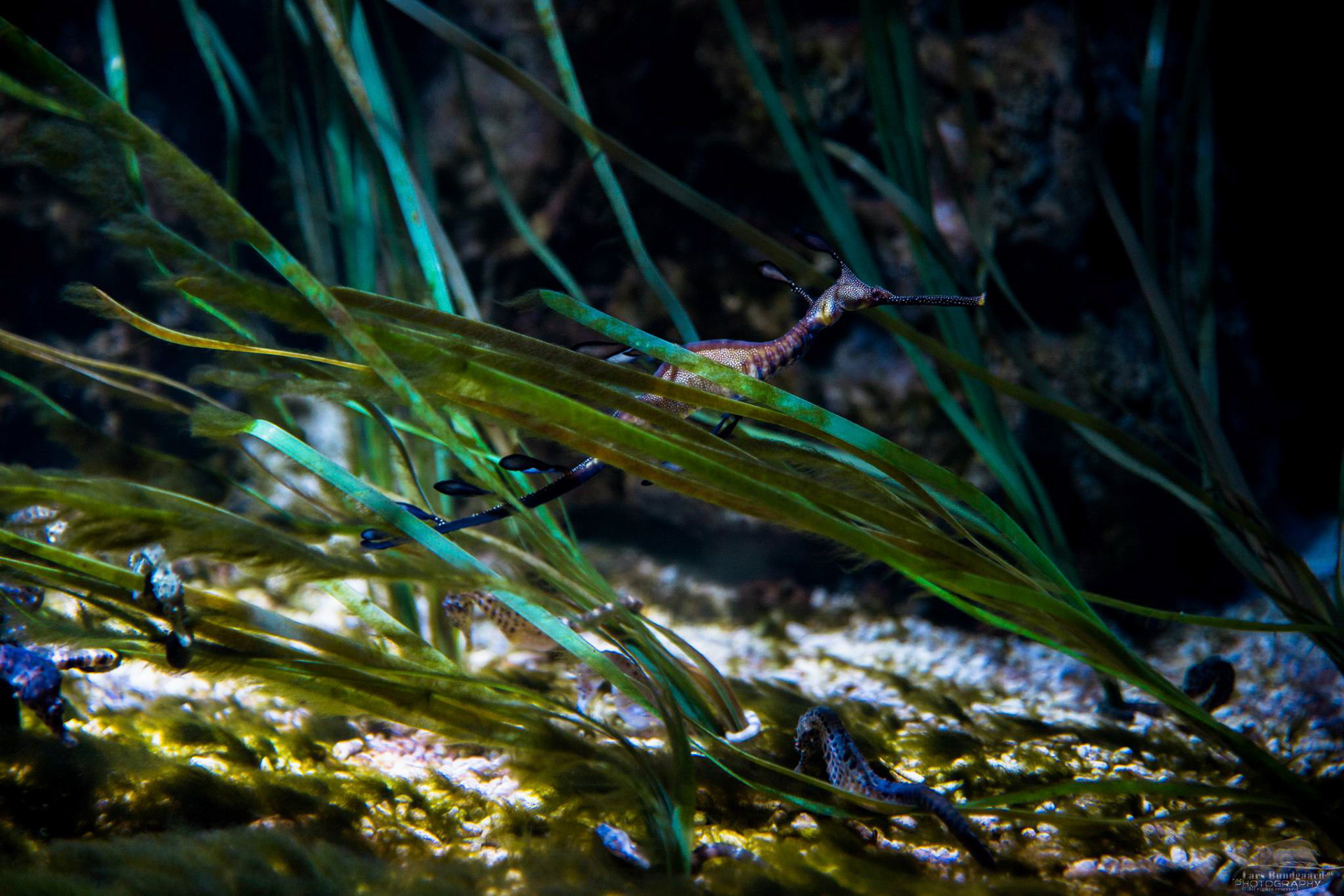 Copyright © Lars Bundgaard, all rights reserved!