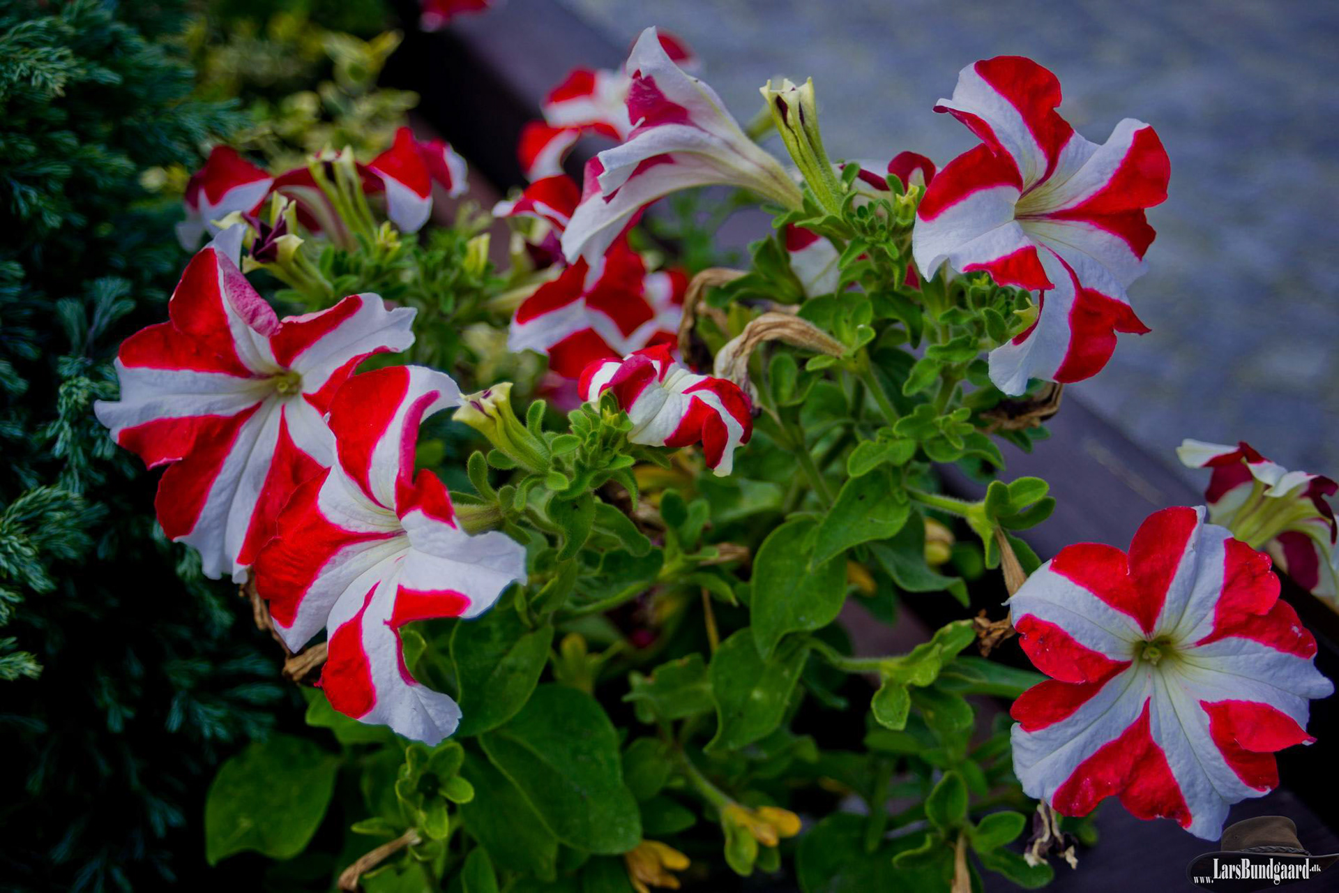 Copyright © Lars Bundgaard, all rights reserved!