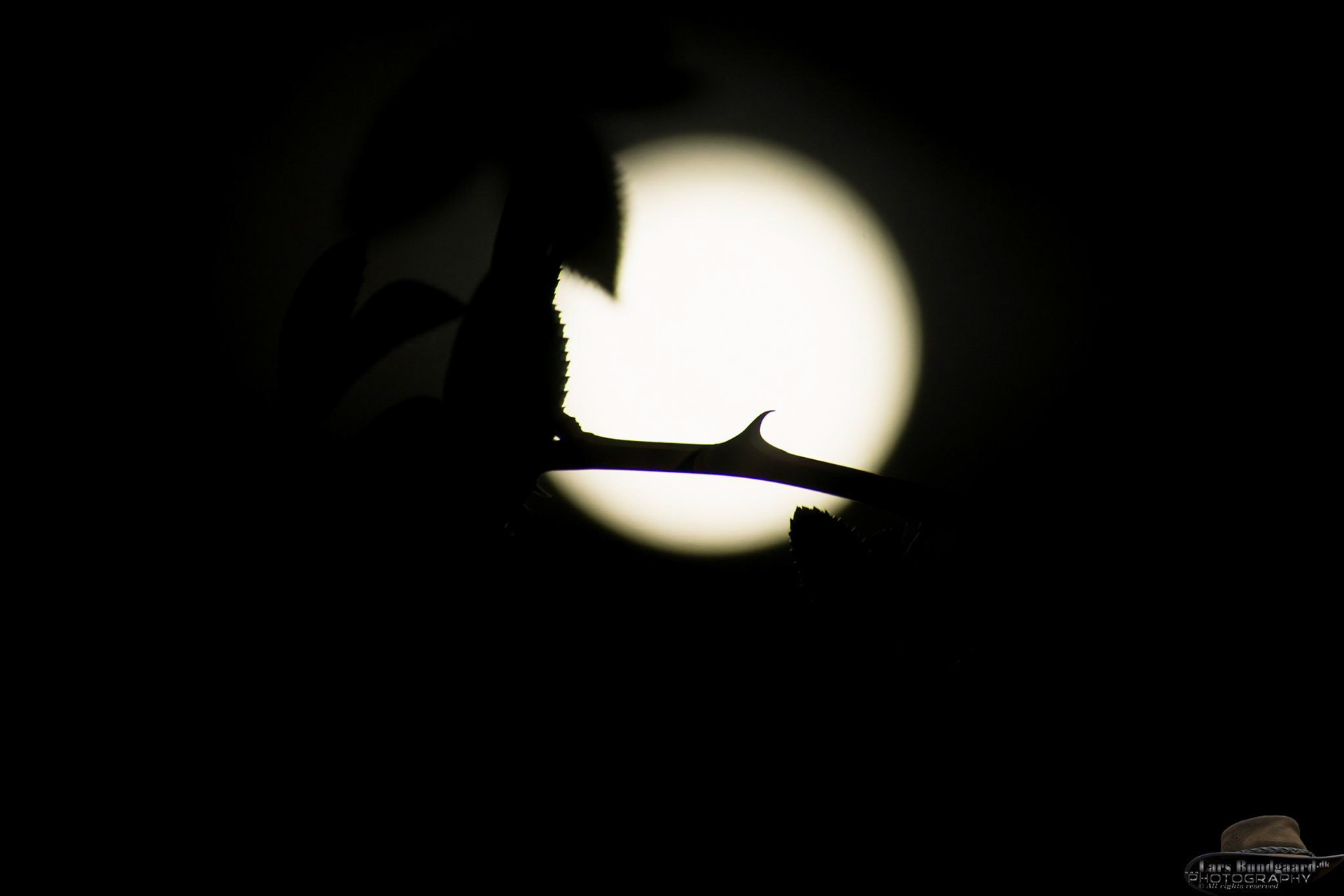 Copyright © Lars Bundgaard, all rights reserved!