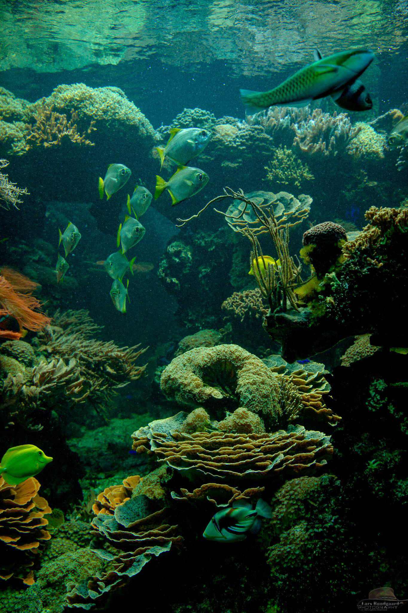 Copyright © Lars Bundgaard, all rights reserved!