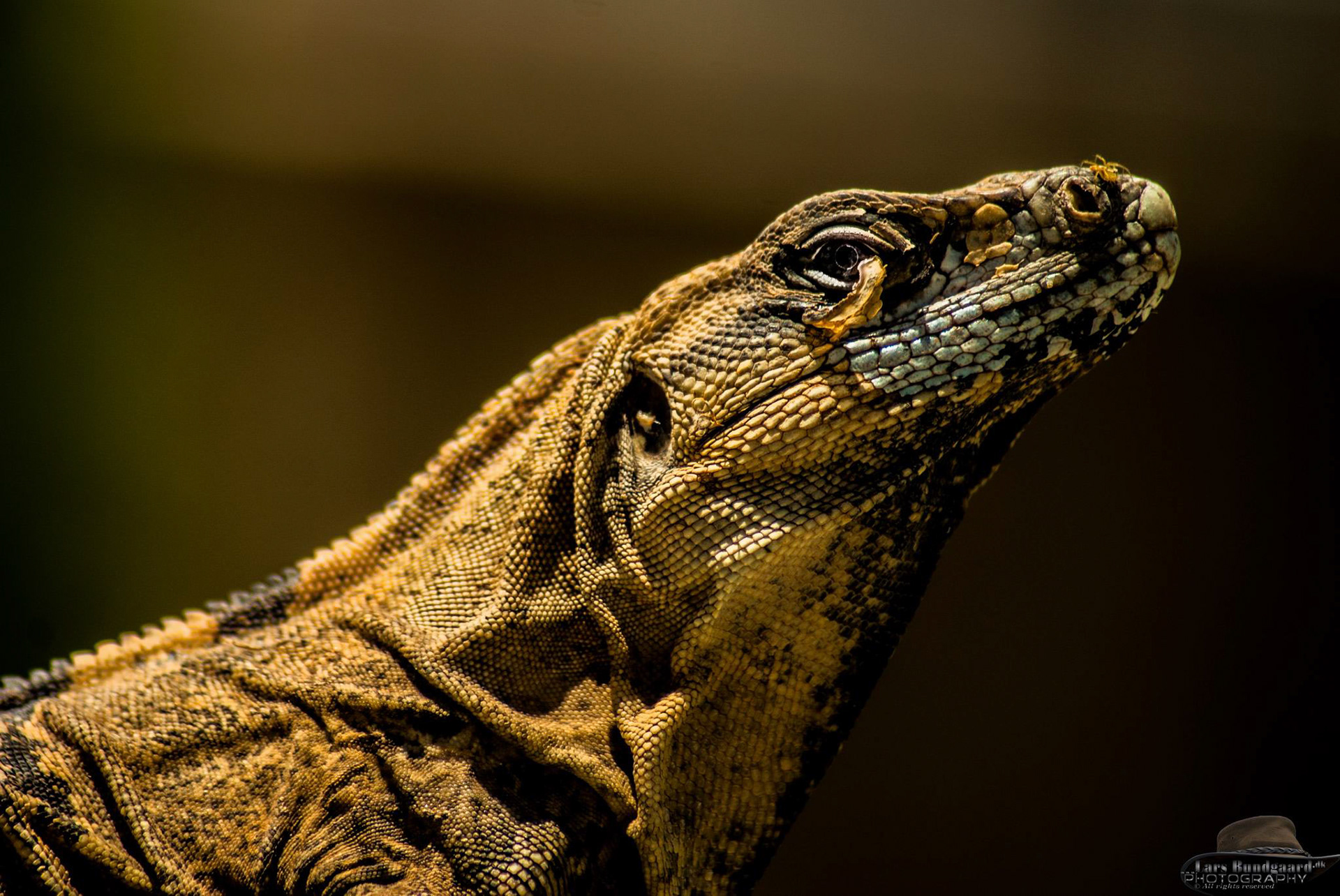 Copyright © Lars Bundgaard, all rights reserved!