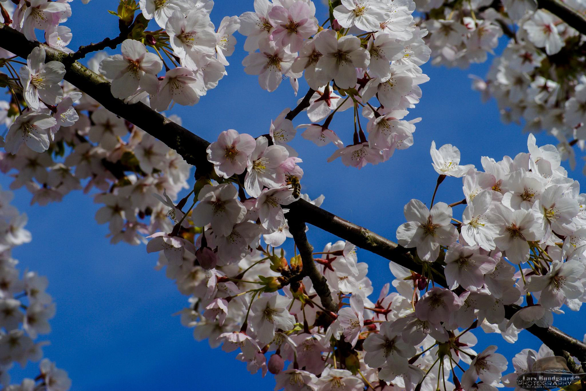 Copyright © Lars Bundgaard, all rights reserved!