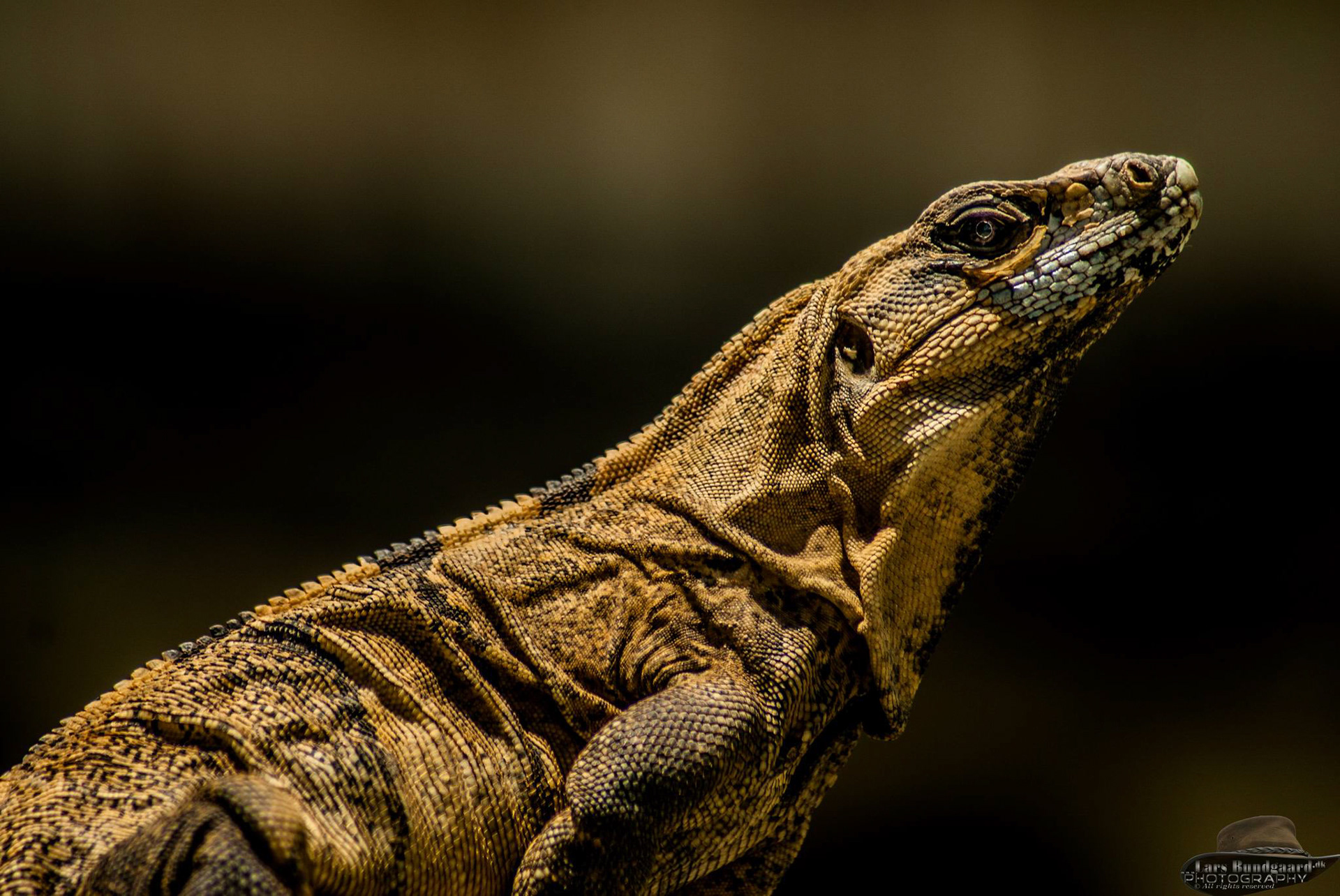 Copyright © Lars Bundgaard, all rights reserved!