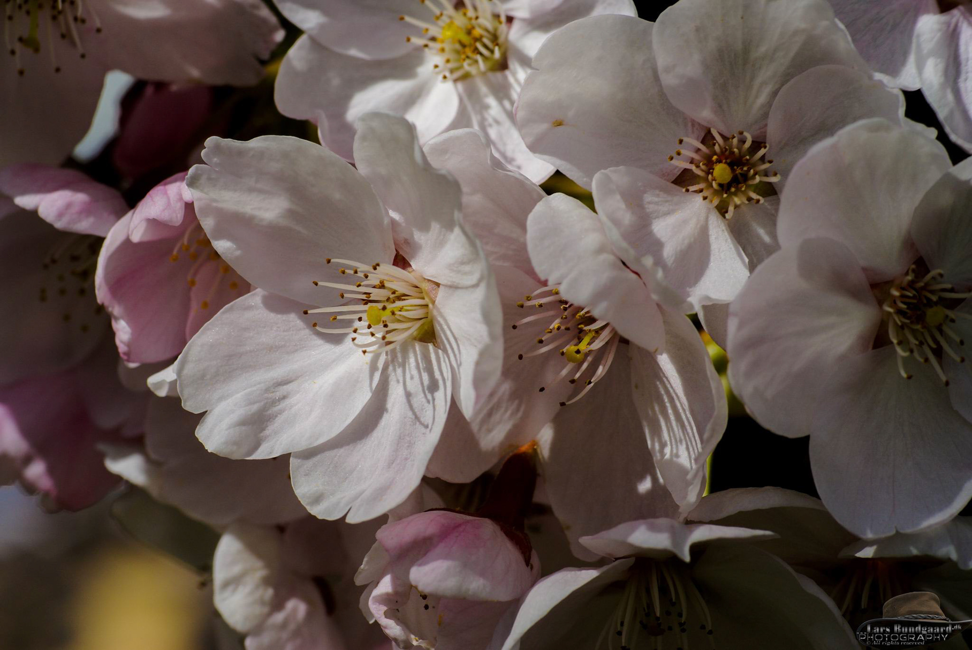 Copyright © Lars Bundgaard, all rights reserved!