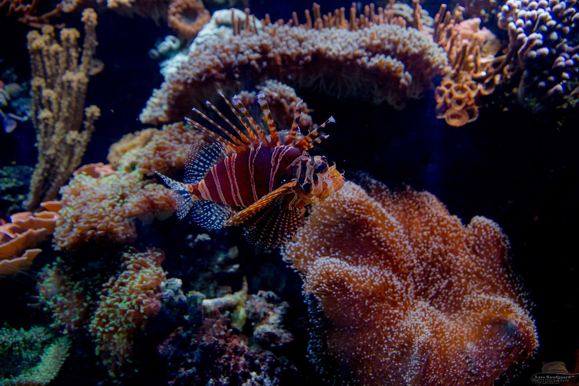 Copyright © Lars Bundgaard, all rights reserved!