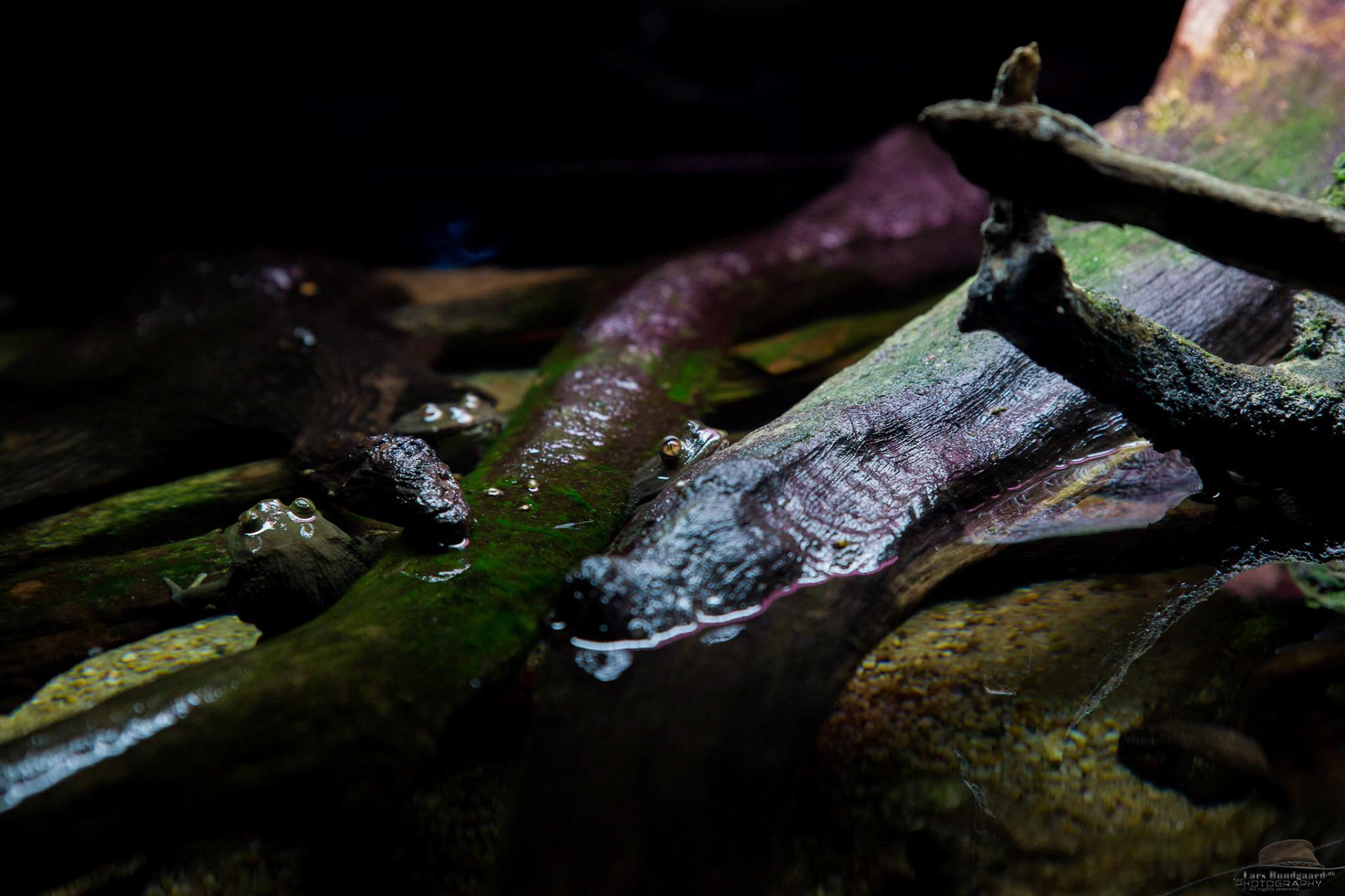 Copyright © Lars Bundgaard, all rights reserved!