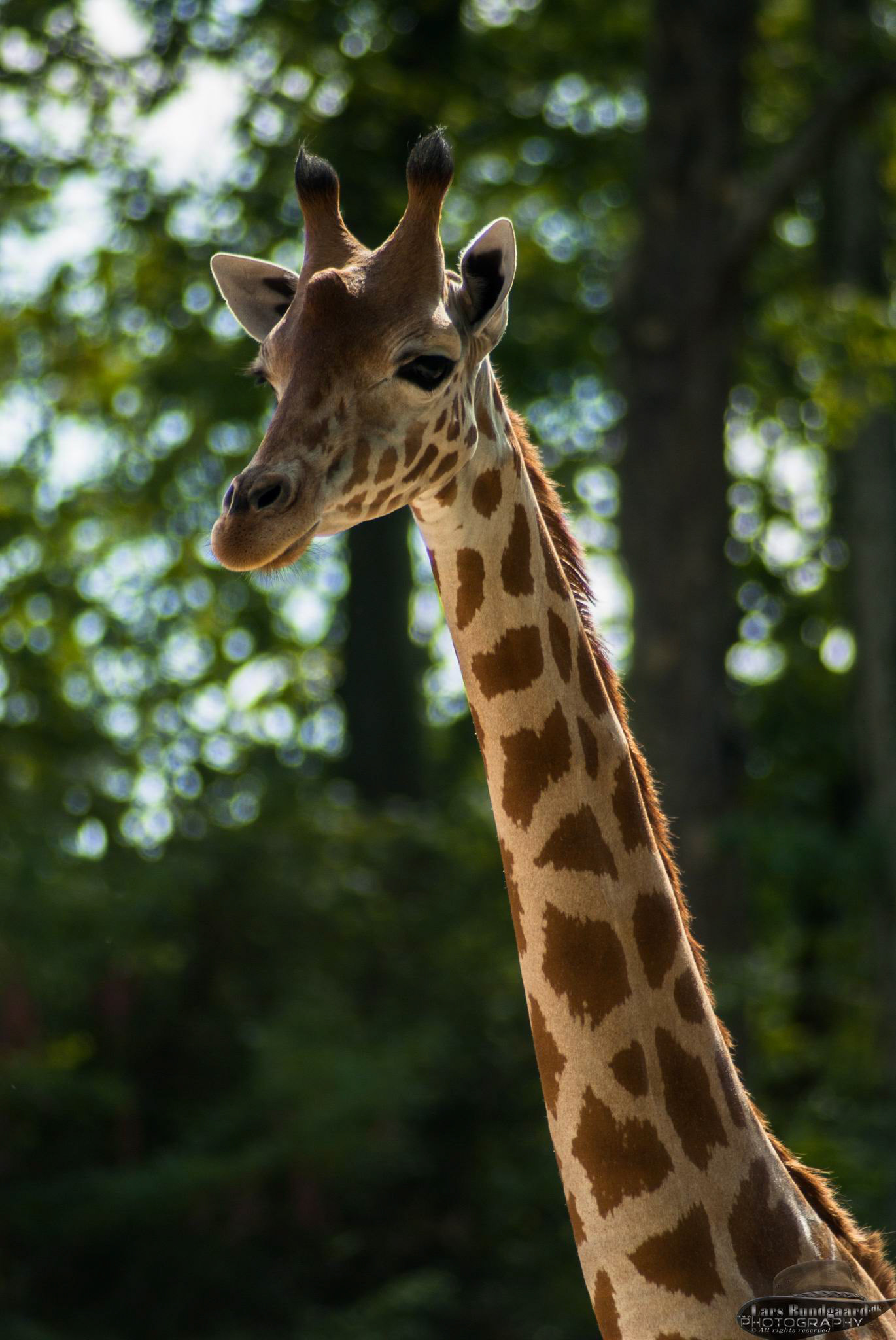 Copyright © Lars Bundgaard, all rights reserved!