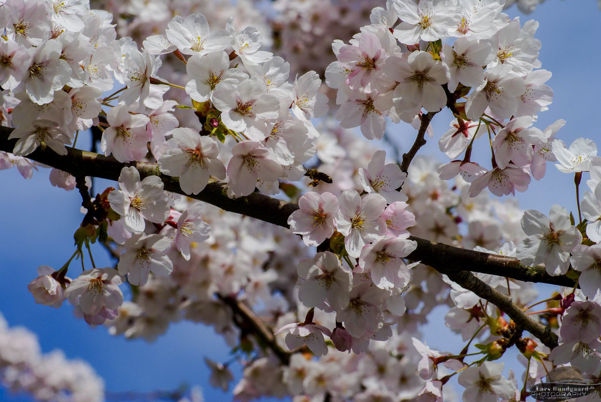 Copyright © Lars Bundgaard, all rights reserved!