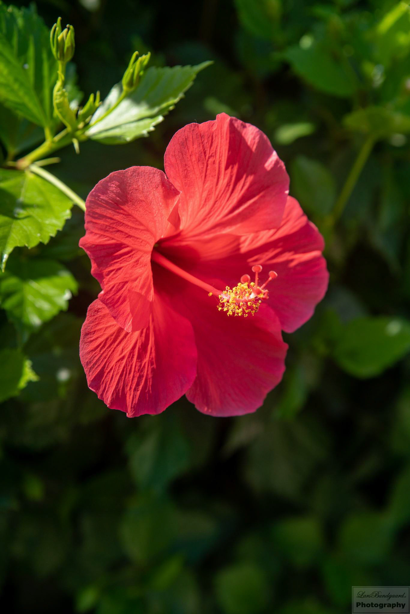 Copyright © Lars Bundgaard, all rights reserved!