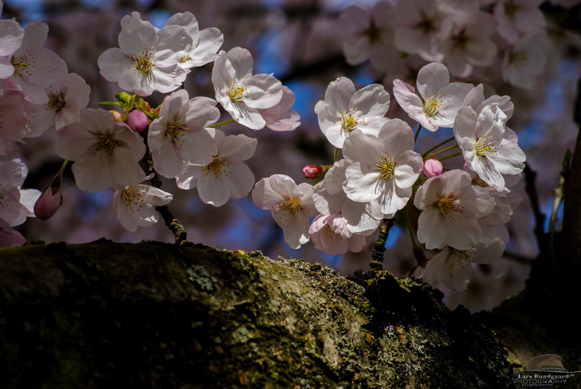 Copyright © Lars Bundgaard, all rights reserved!