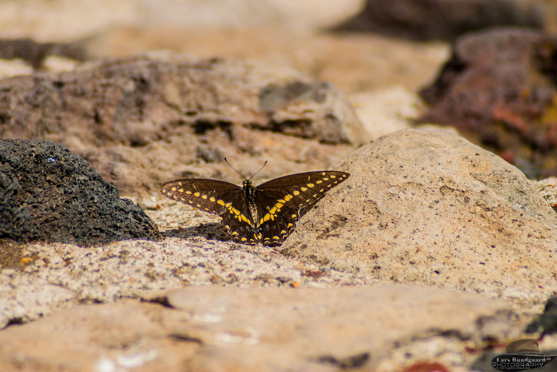 Copyright © Lars Bundgaard, all rights reserved!