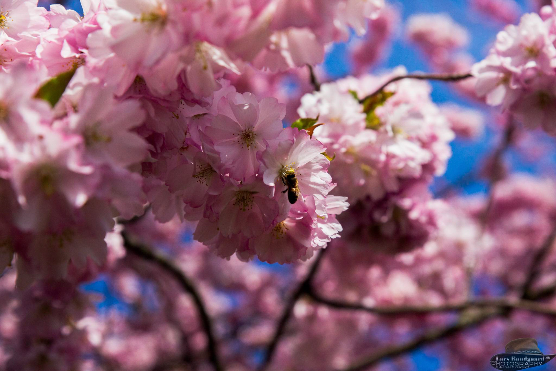 Copyright © Lars Bundgaard, all rights reserved!