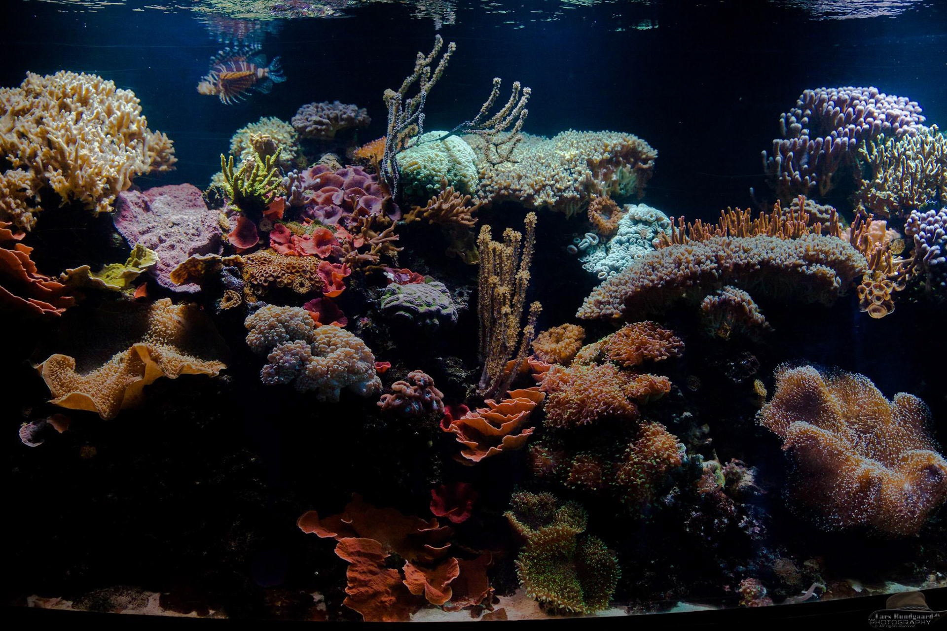 Copyright © Lars Bundgaard, all rights reserved!