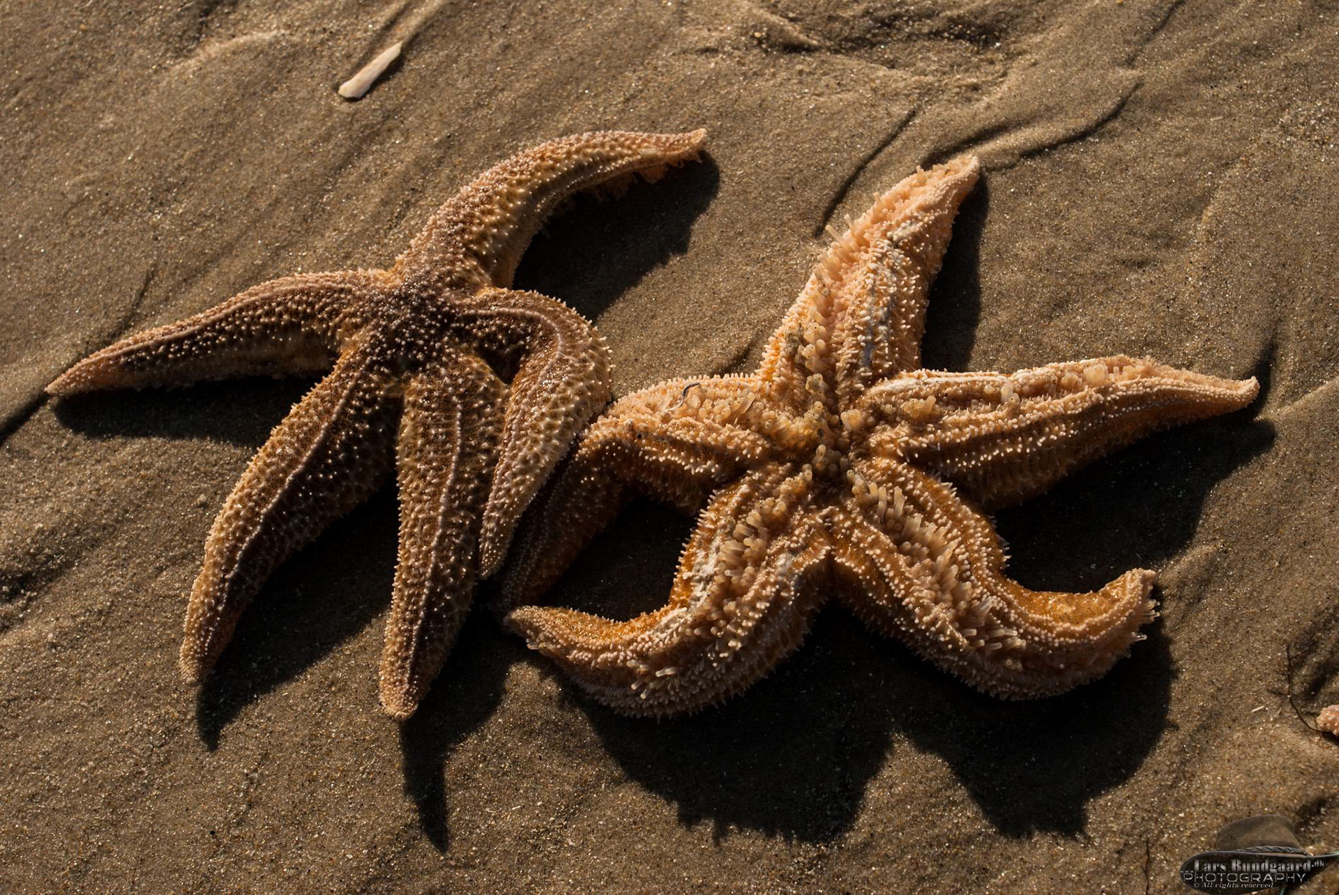 Copyright © Lars Bundgaard, all rights reserved!