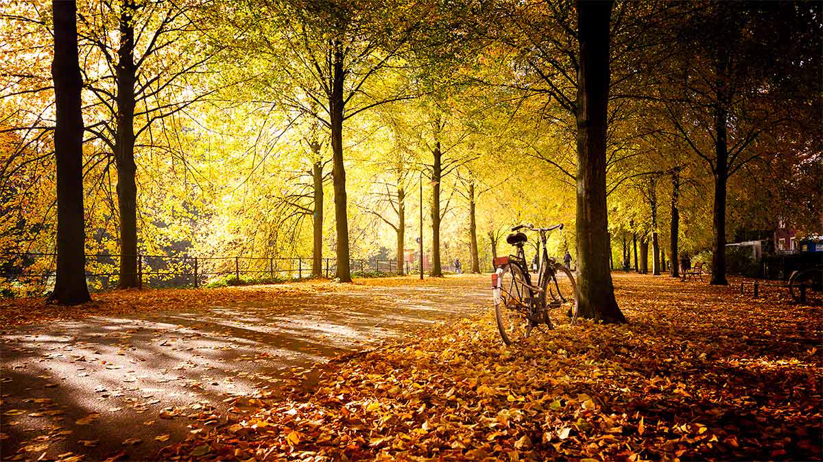 Die Münsteraner Promenade in herbstlicher Stimmung mit klassischem Hollandrad - Goldbraune, warme Stimmung