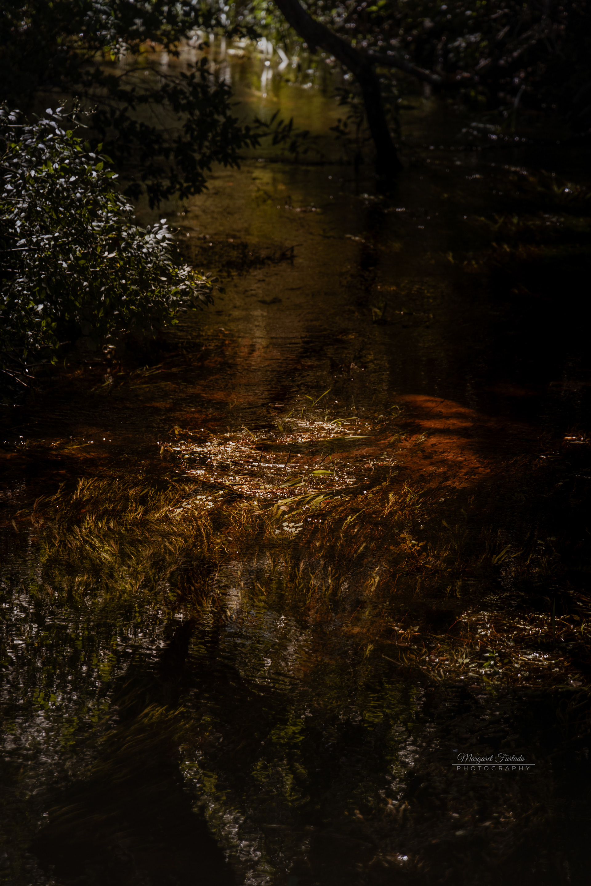 Where the Light Lingers