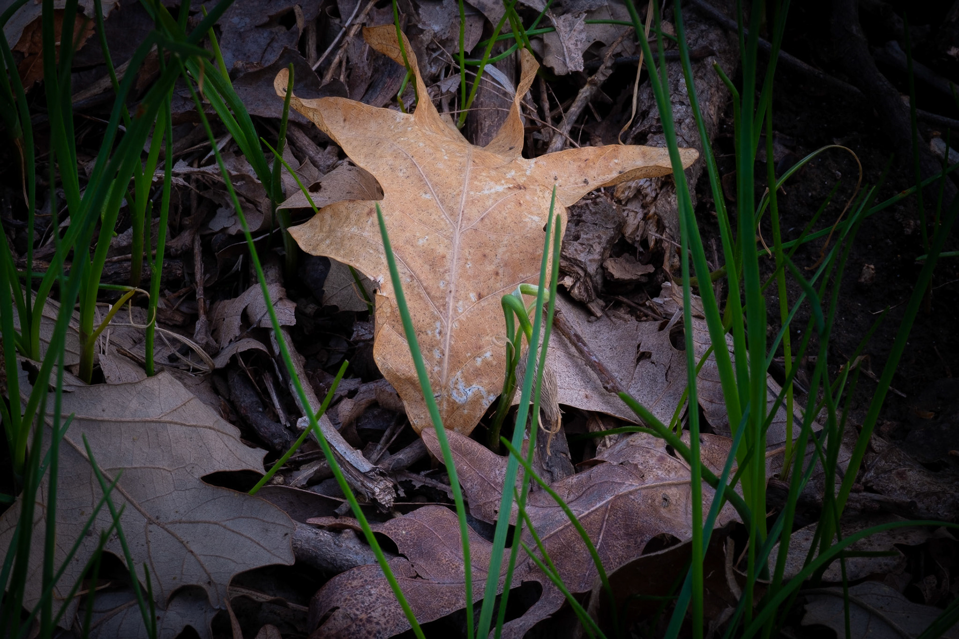ISO 200 127.9 mm f / 22 1/2 sec