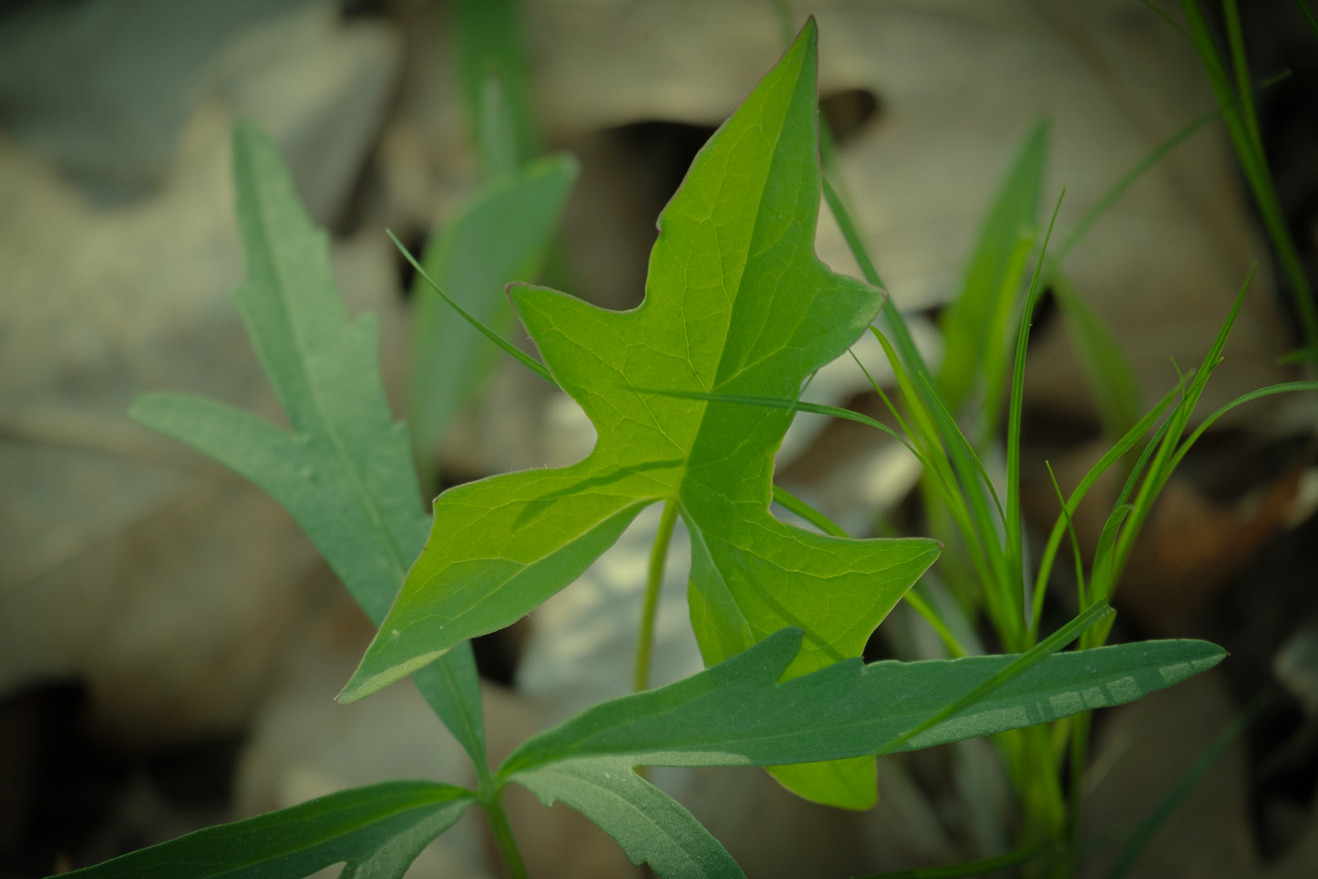 ISO 200 230 mm f / 6.7 1/45 sec