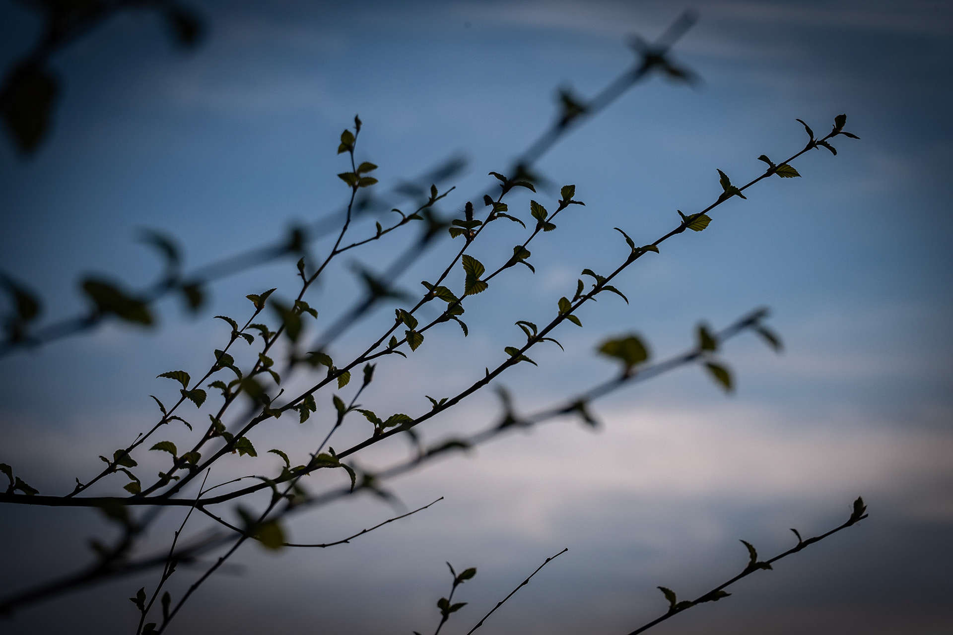 ISO 200 71.1 mm f / 5.6 1/800 sec