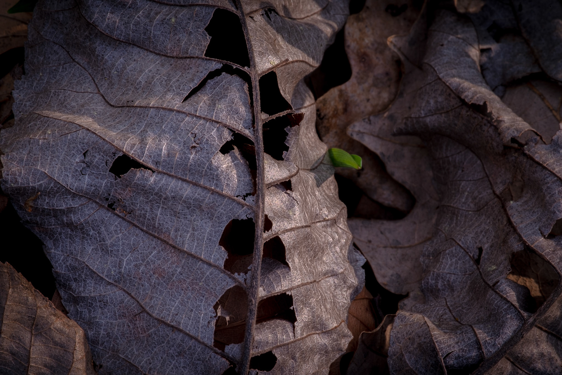 ISO 200 230 mm f / 20 1/8 sec