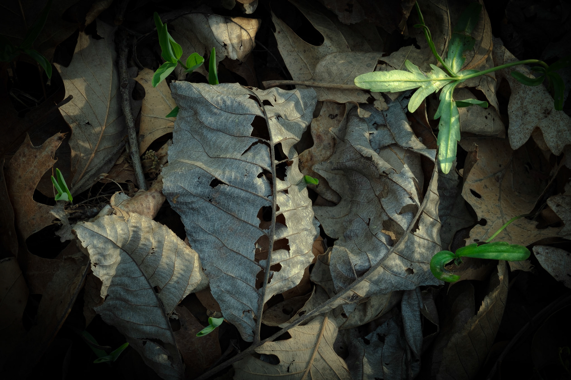 ISO 200 80 mm f / 20 1/6 sec