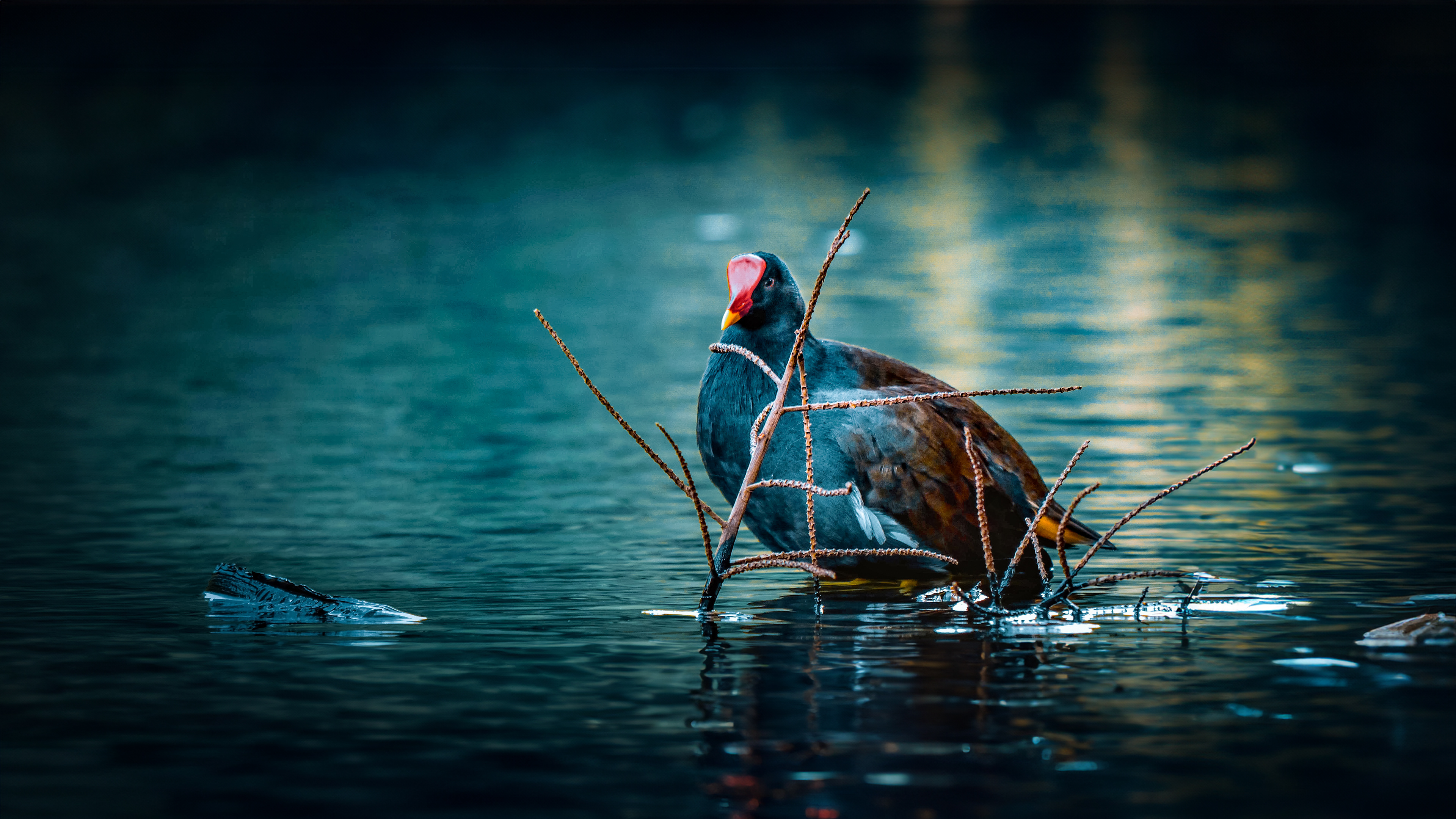 The Common Moorhen from Botanical Garden