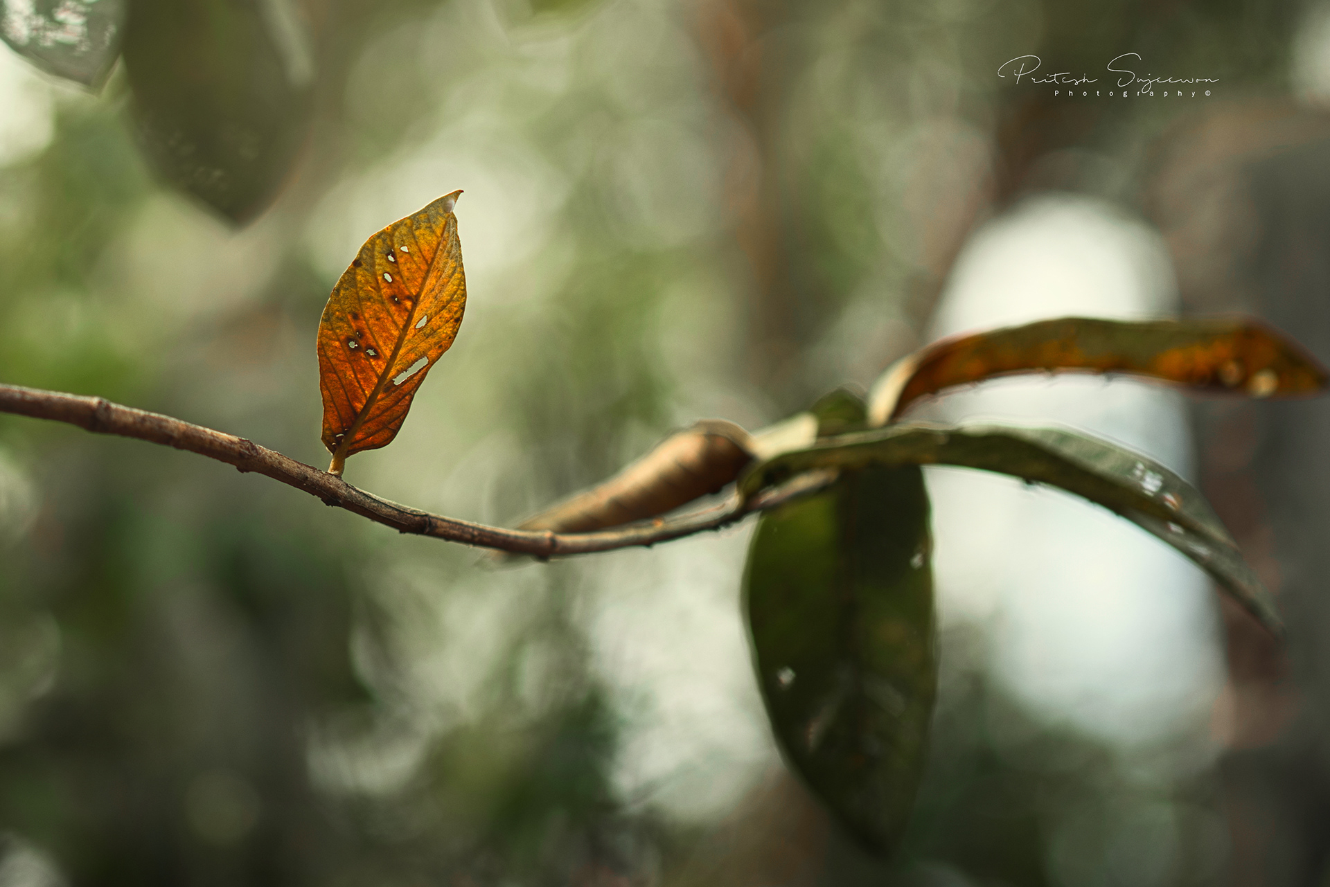 Dry Leaf Hanging on Strongly