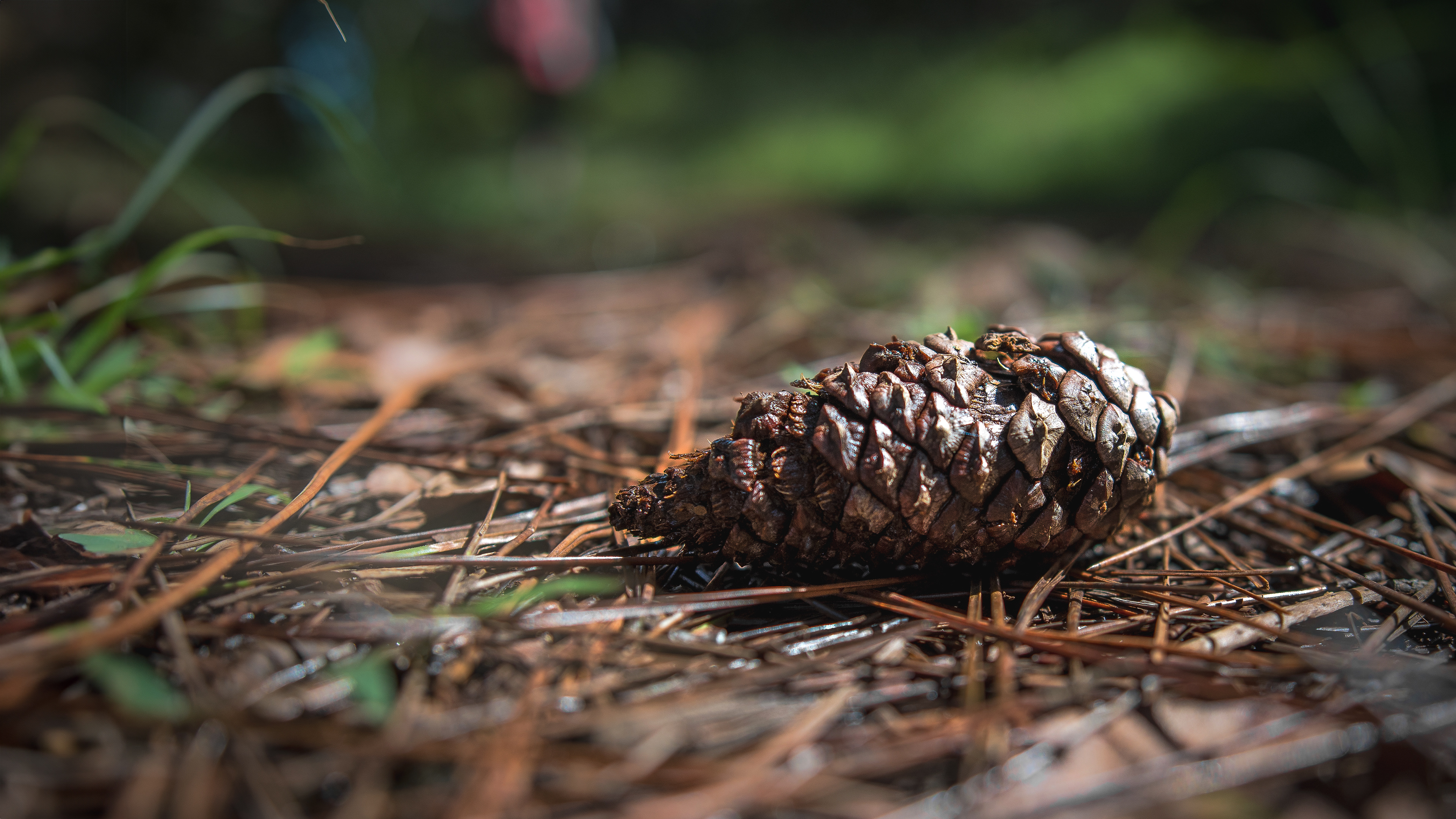 A Pinecone