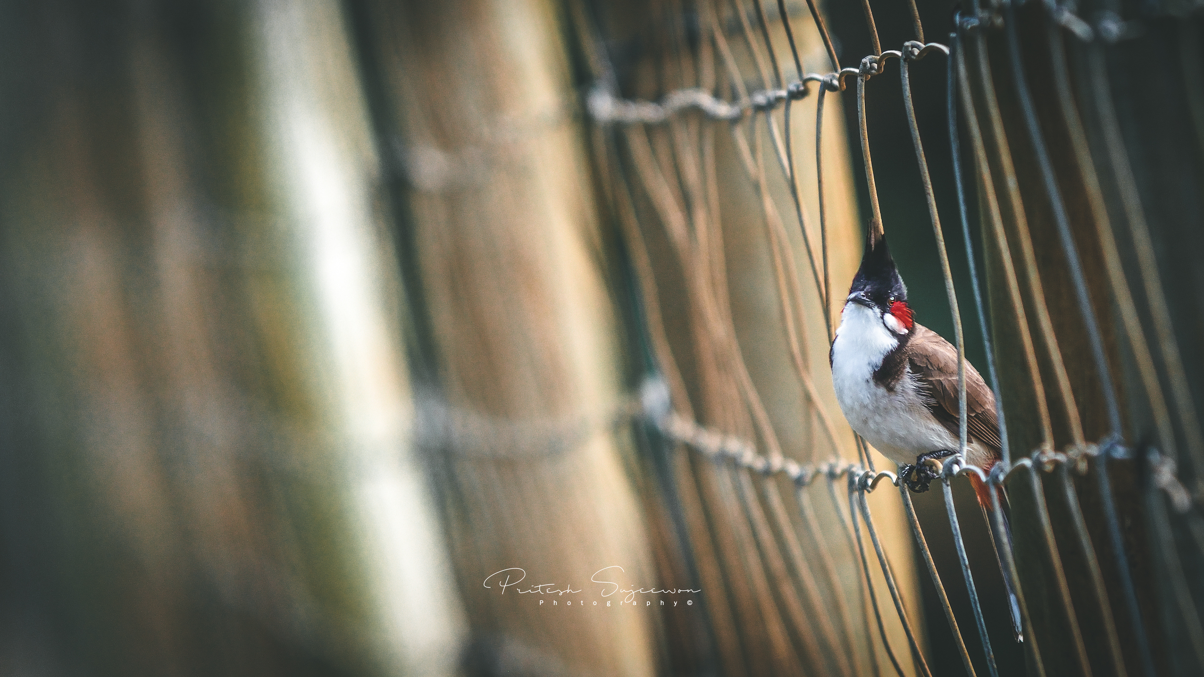 The Red Whisker Bulbul