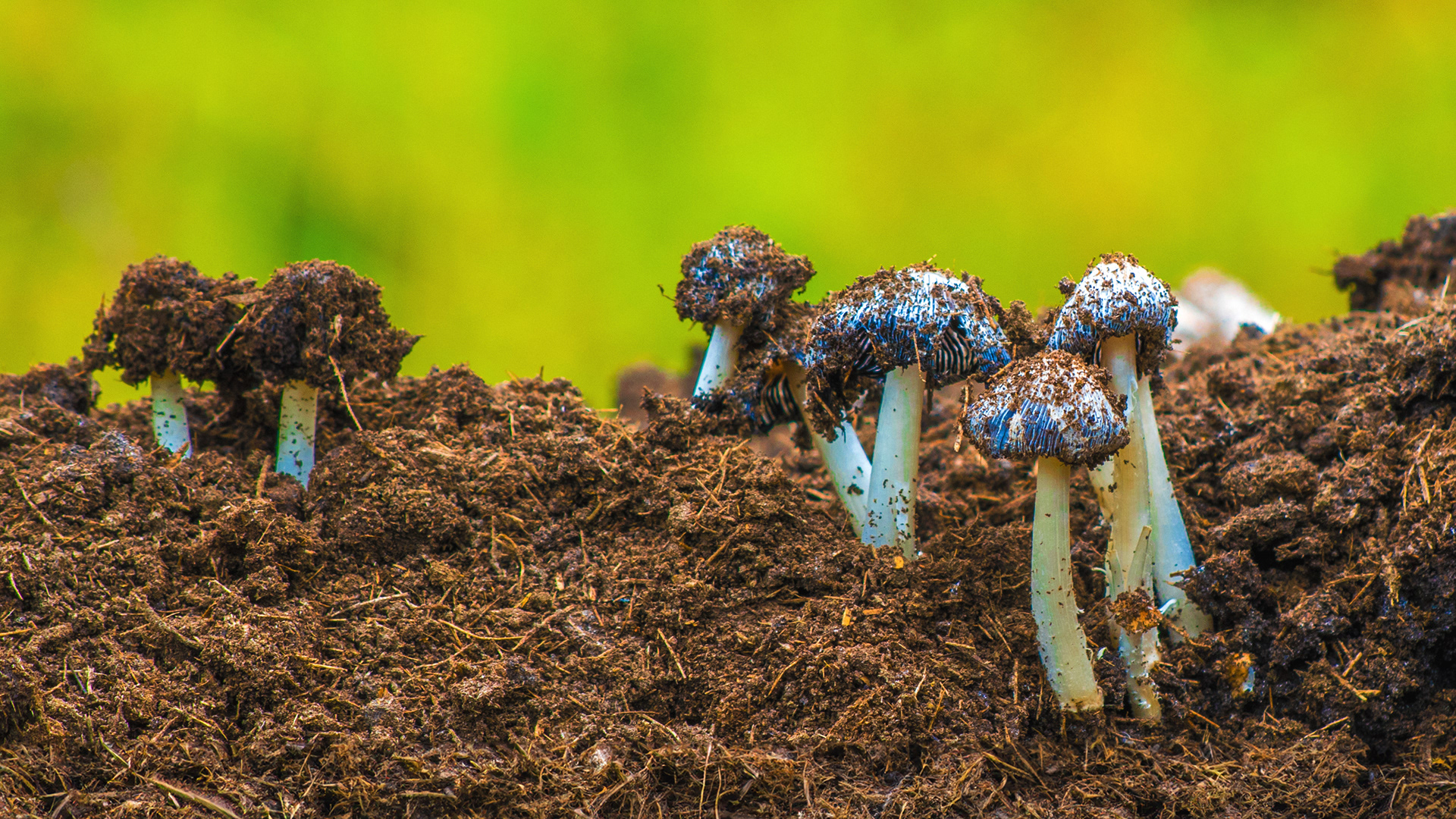 Wild Mushrooms growing in Cowdung