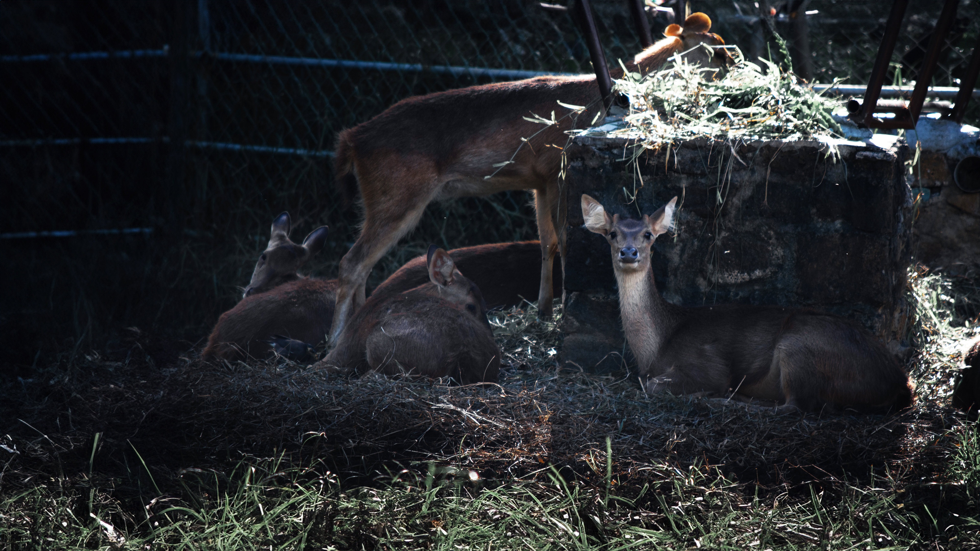 Deers at Botanical Garden