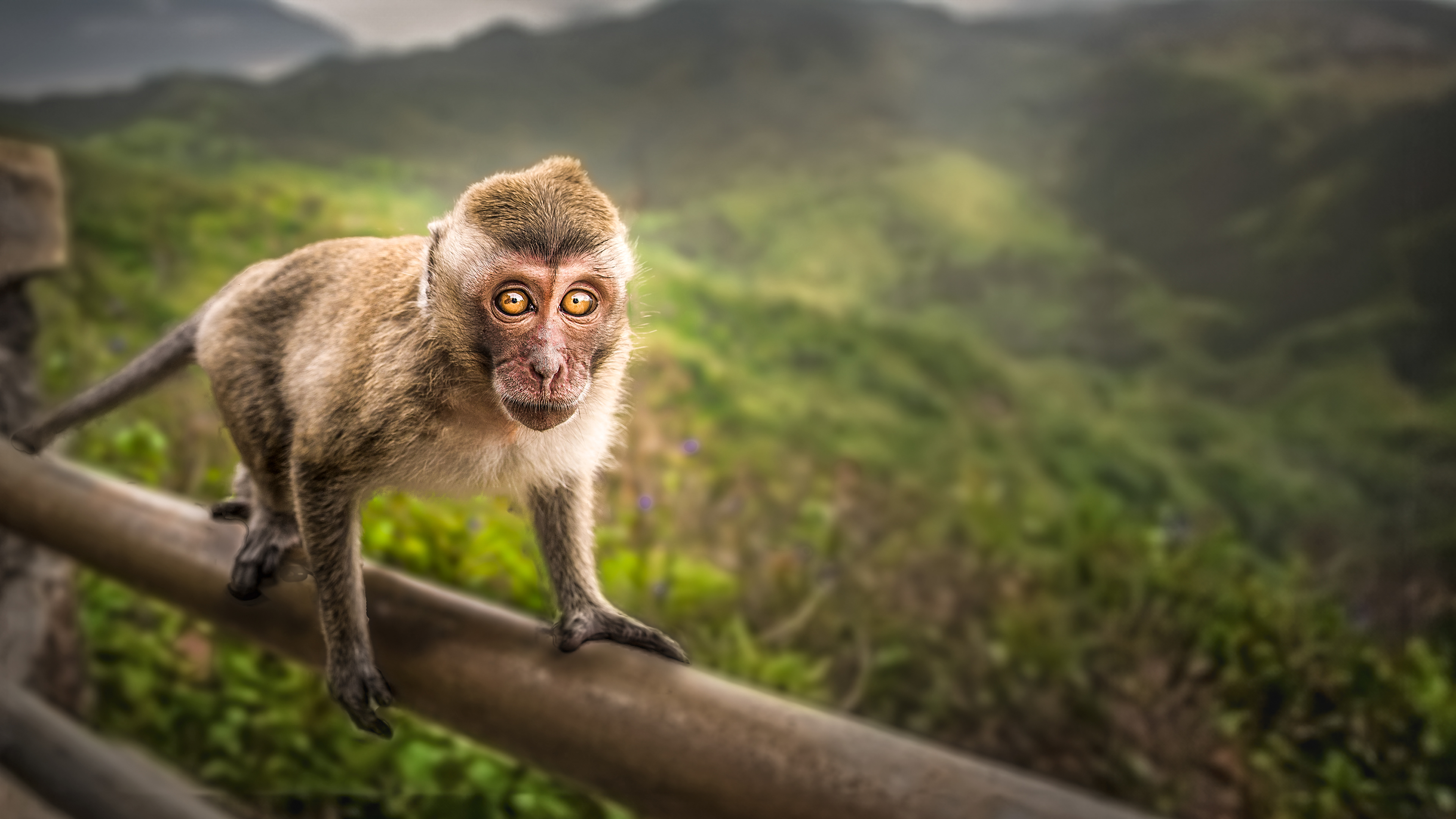 Monkey near Alexandra Falls