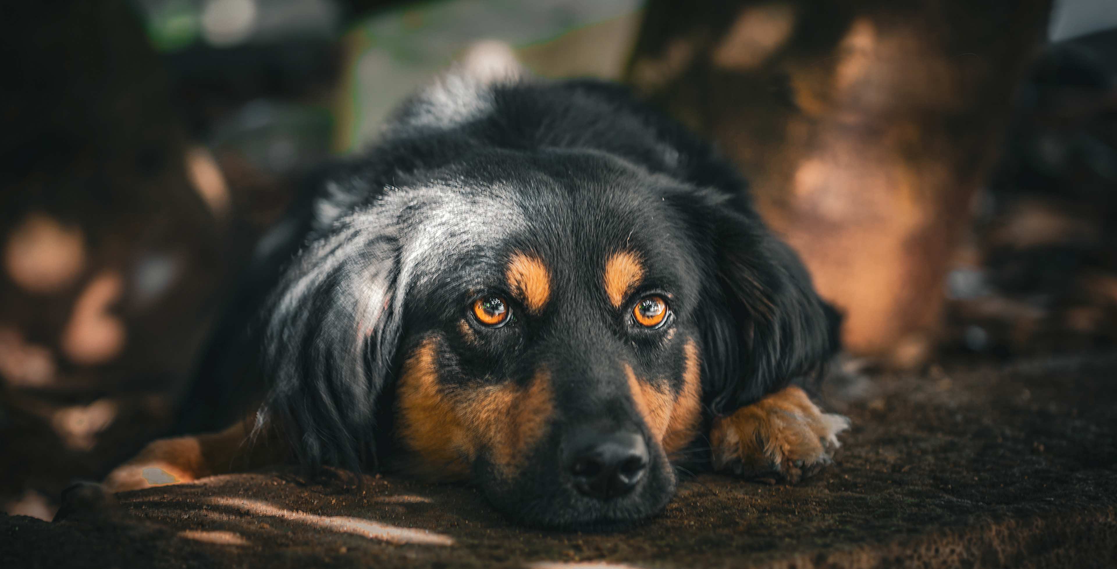 My Best Buddy Blacko