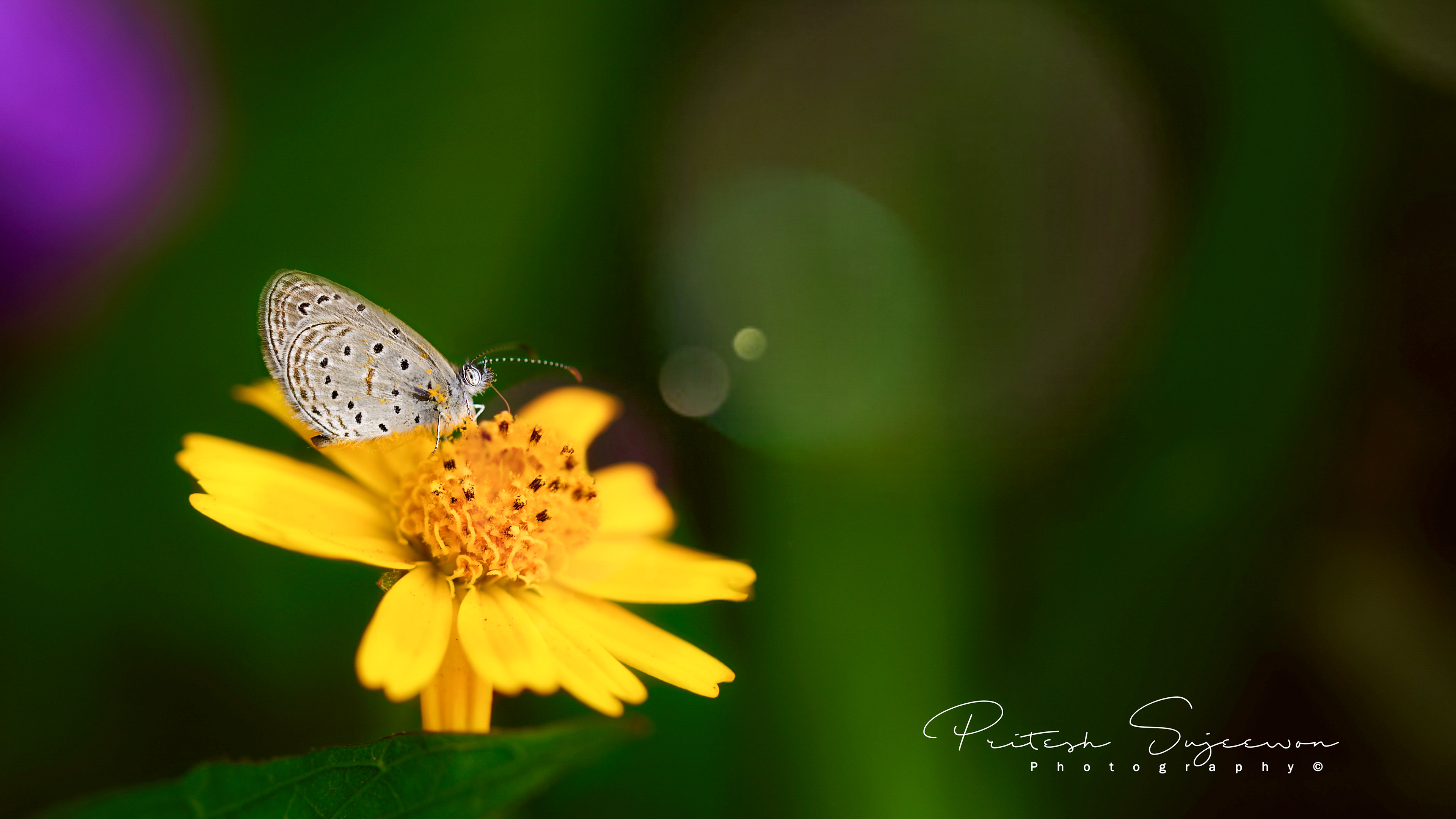 Butterfly on a flower