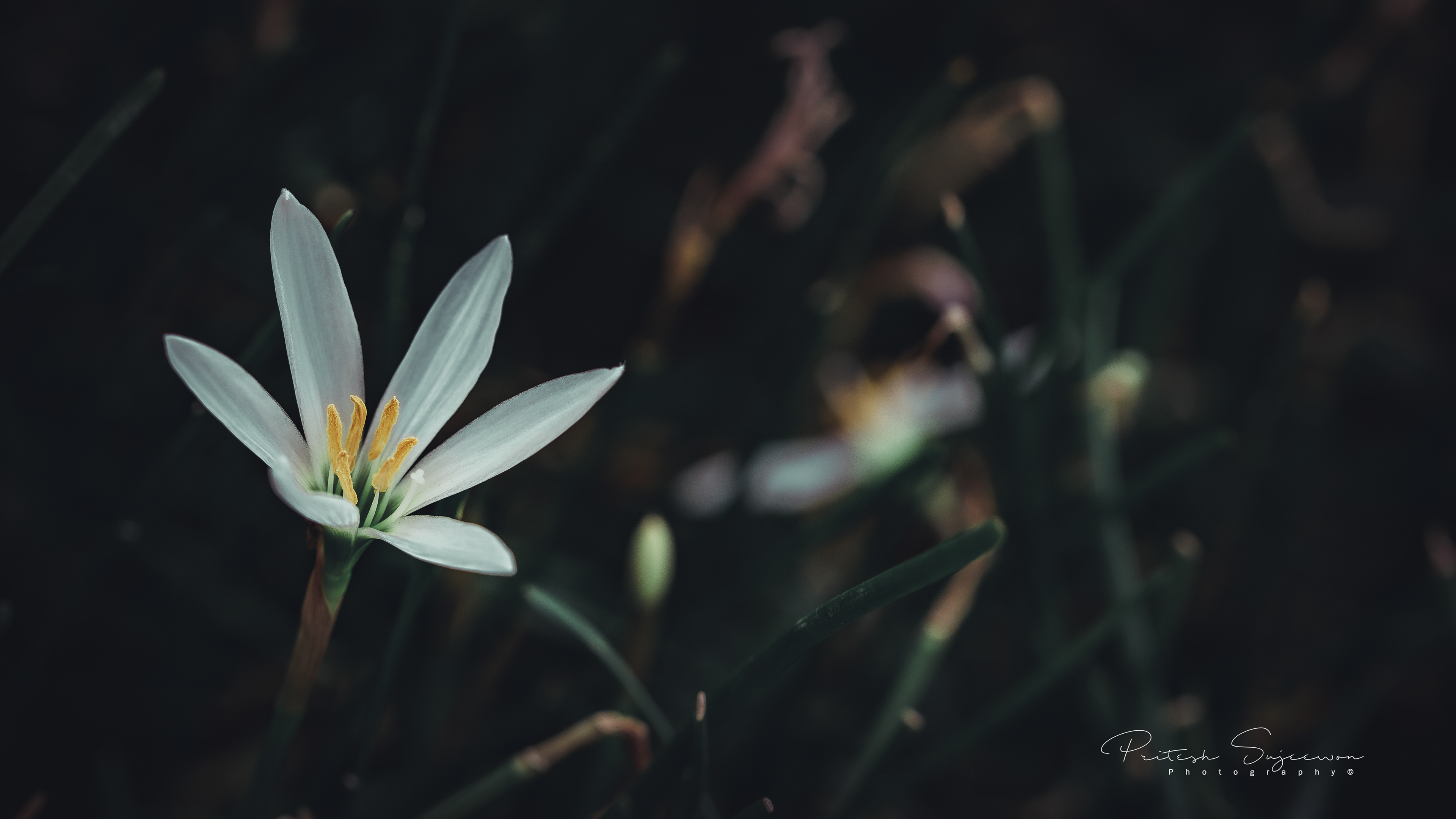 White Rain Lily